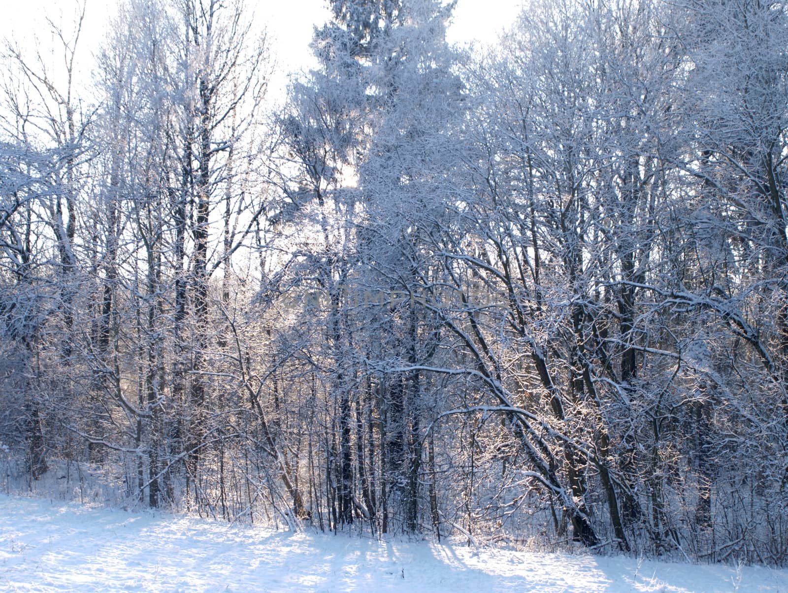 sunlight through trees in winter
