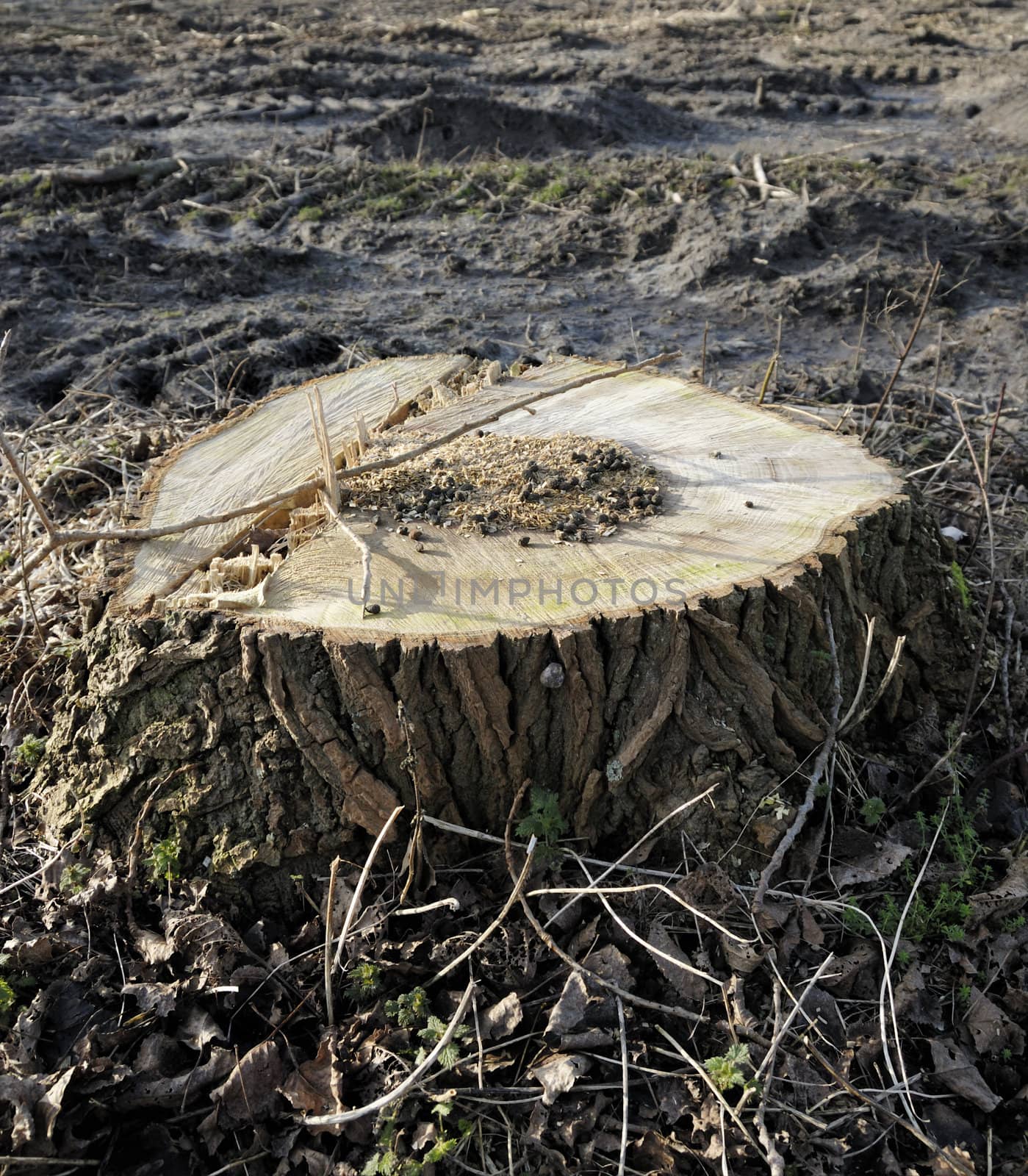 tree stump by weknow