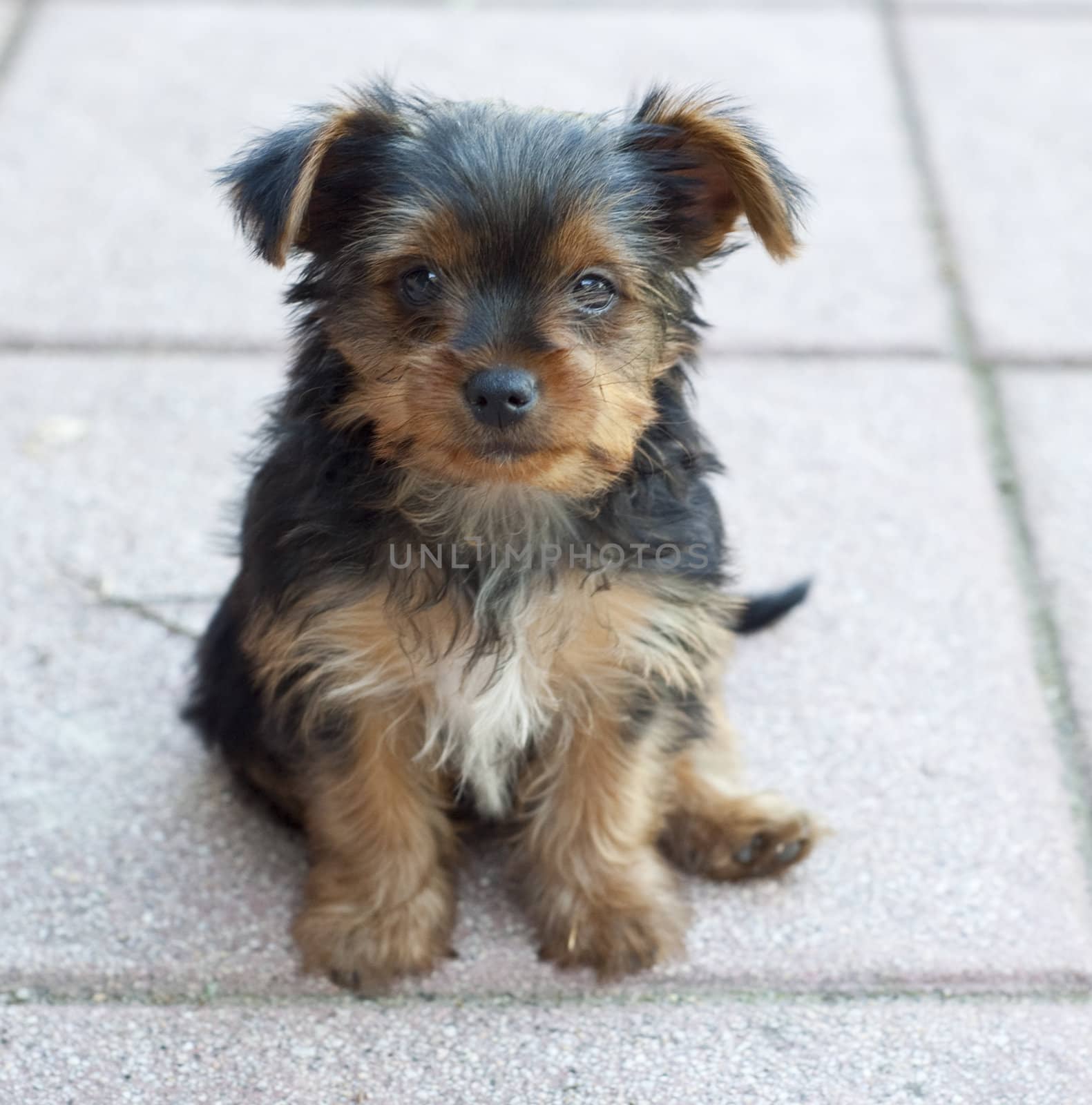 
Portrait of a Yorkie puppy three months