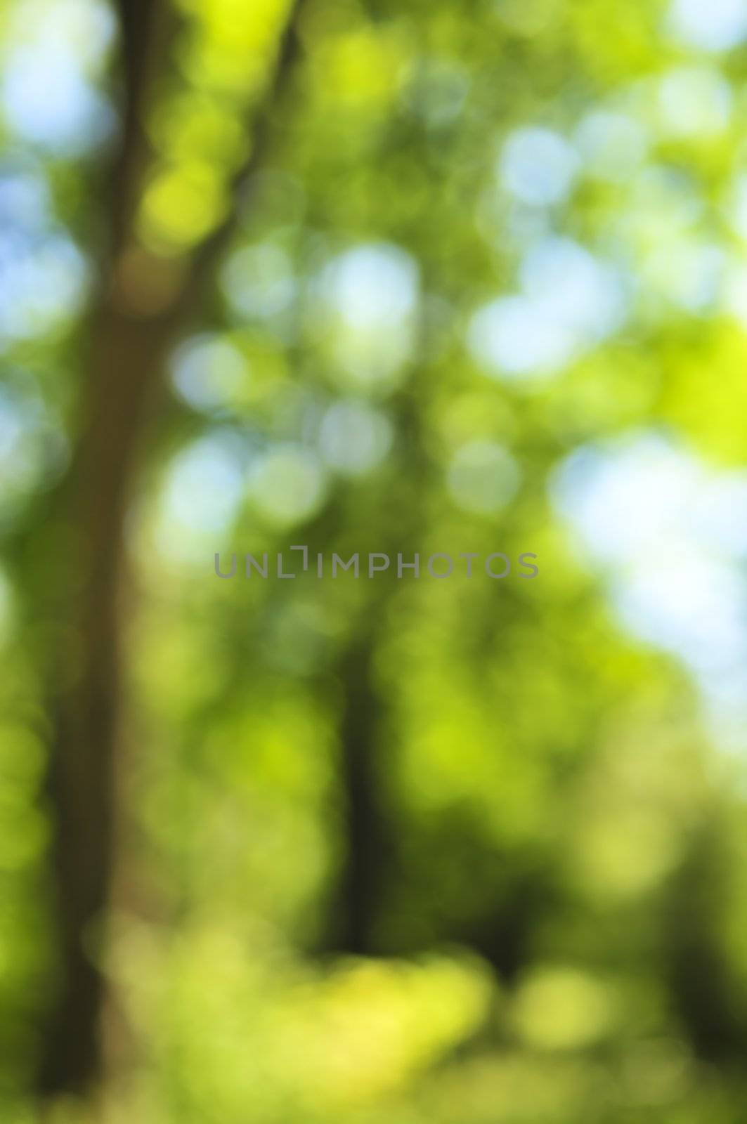 Green natural background of out of focus forest or bokeh