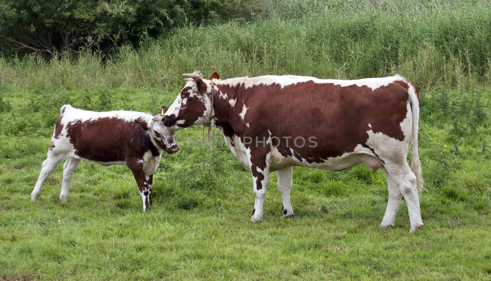 Cows familiy by rigamondis