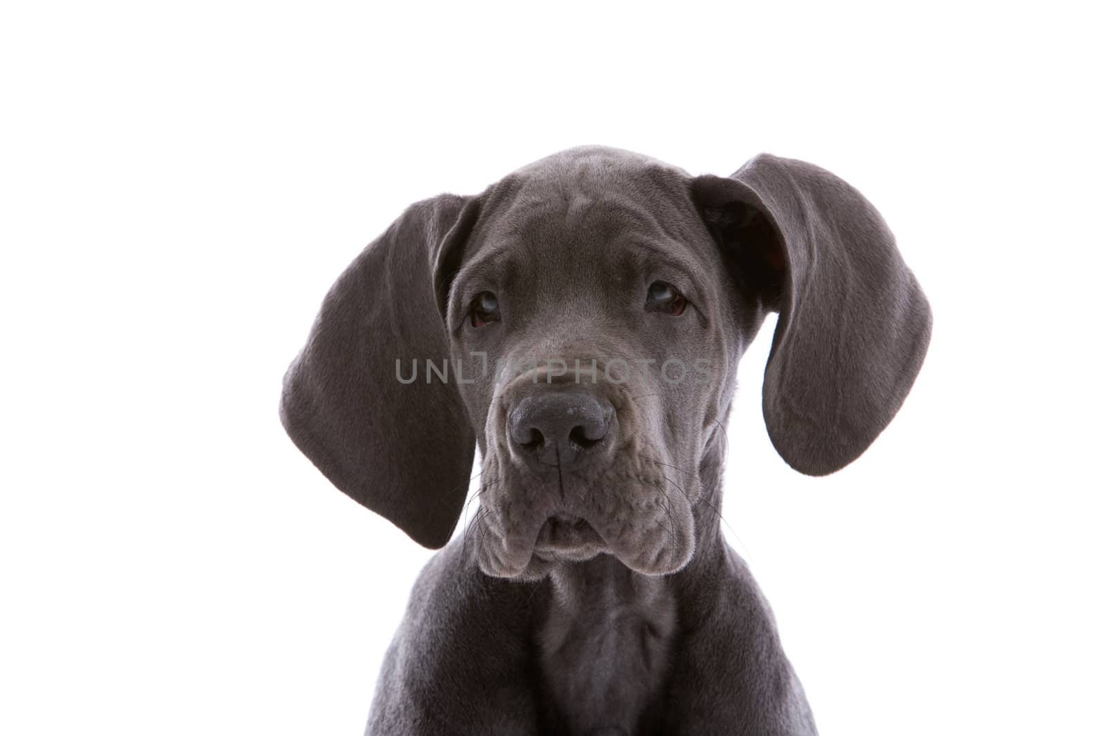 Young danish dog looking curious on white background