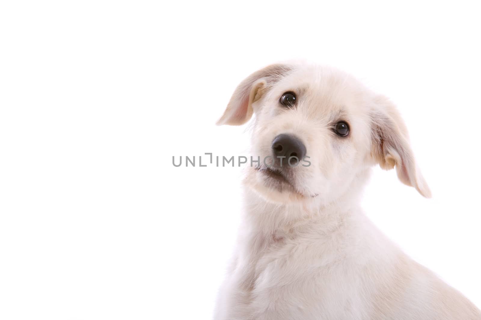 Cute little white shepherd pup on white background