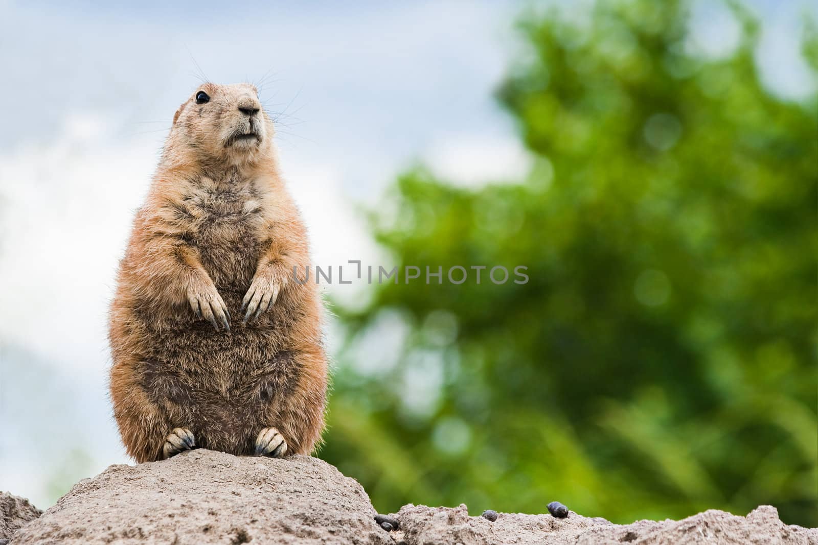 Prairie dog standing watchful on burrow by Colette