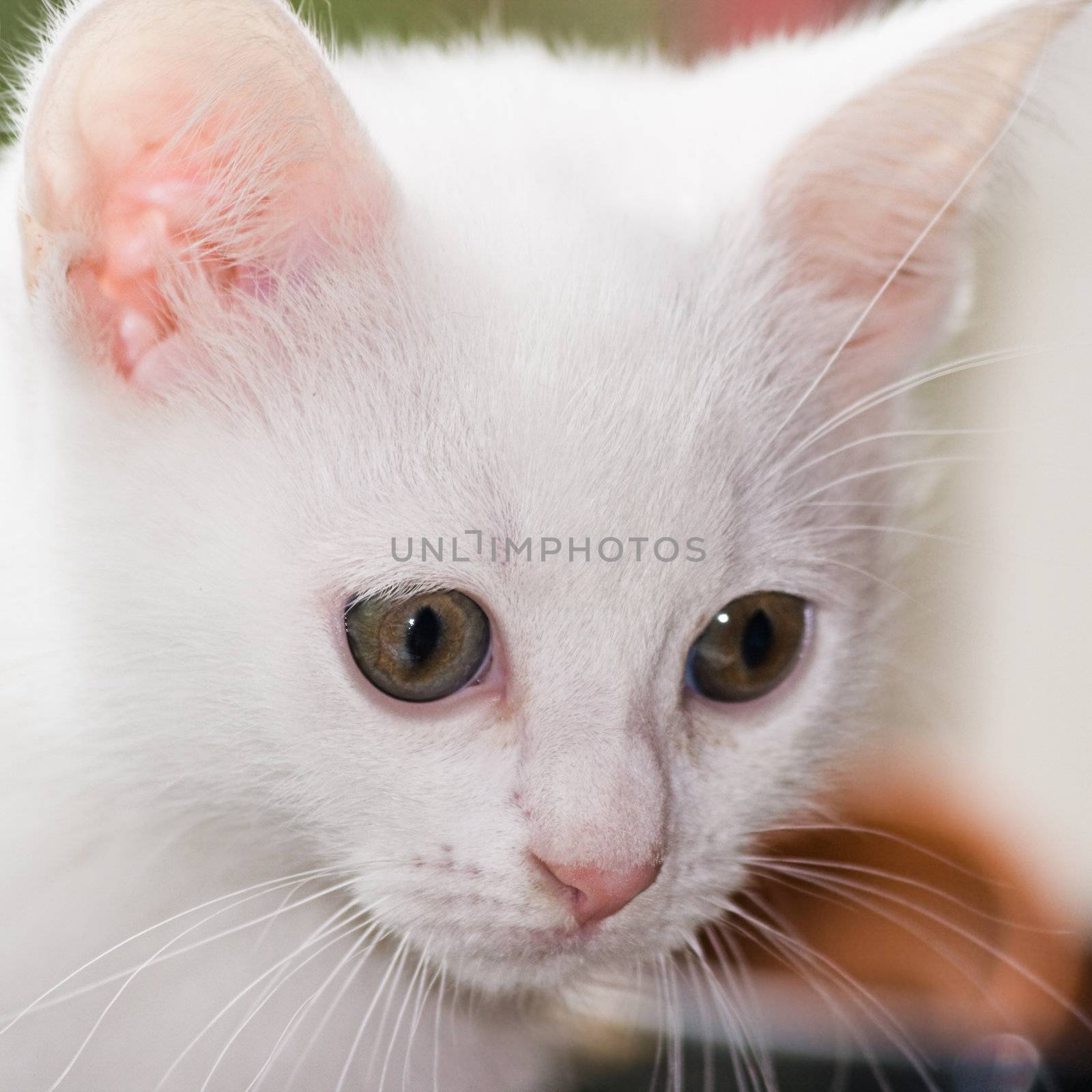 Head of white, six weeks old kitten in close view