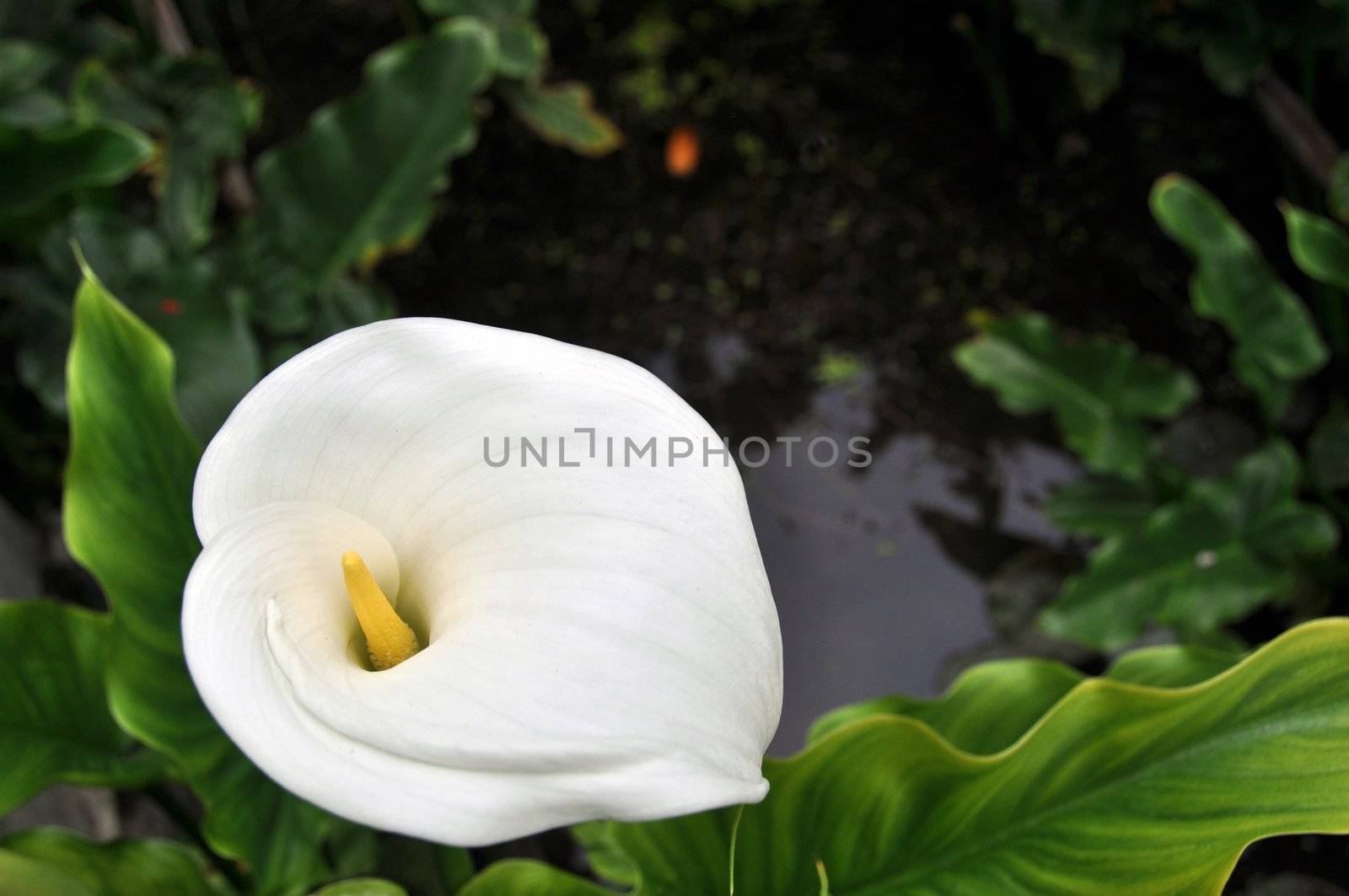 Closeup of Calla lilly with leaves in water..