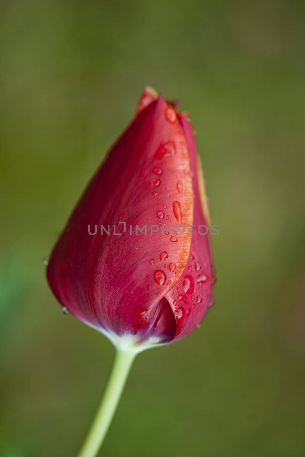 Closed Red Tulip on a Tuscan Garden, Italy