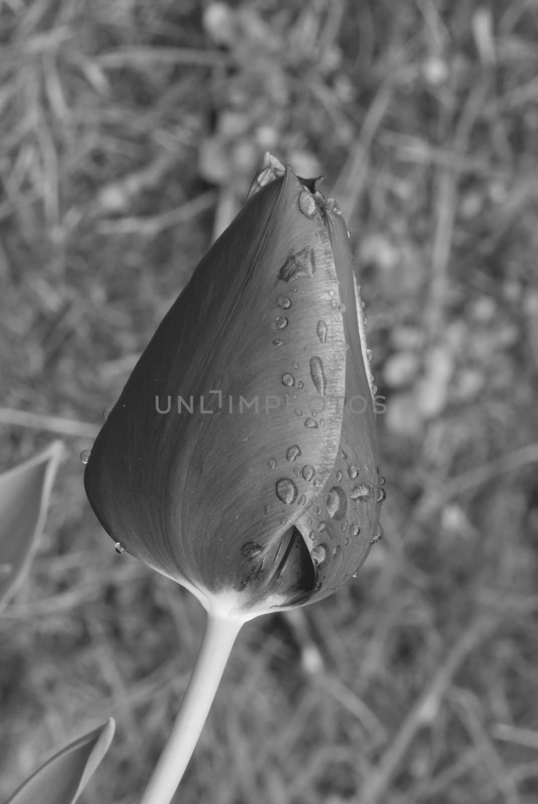 Closed Red Tulip on a Tuscan Garden, Italy