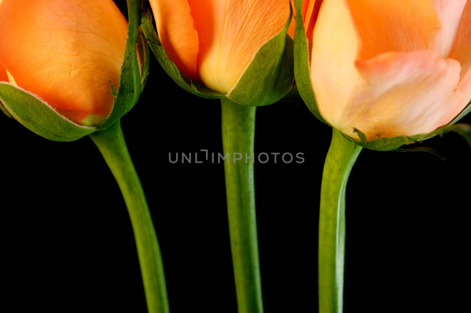 Pink roses isolated against a black background