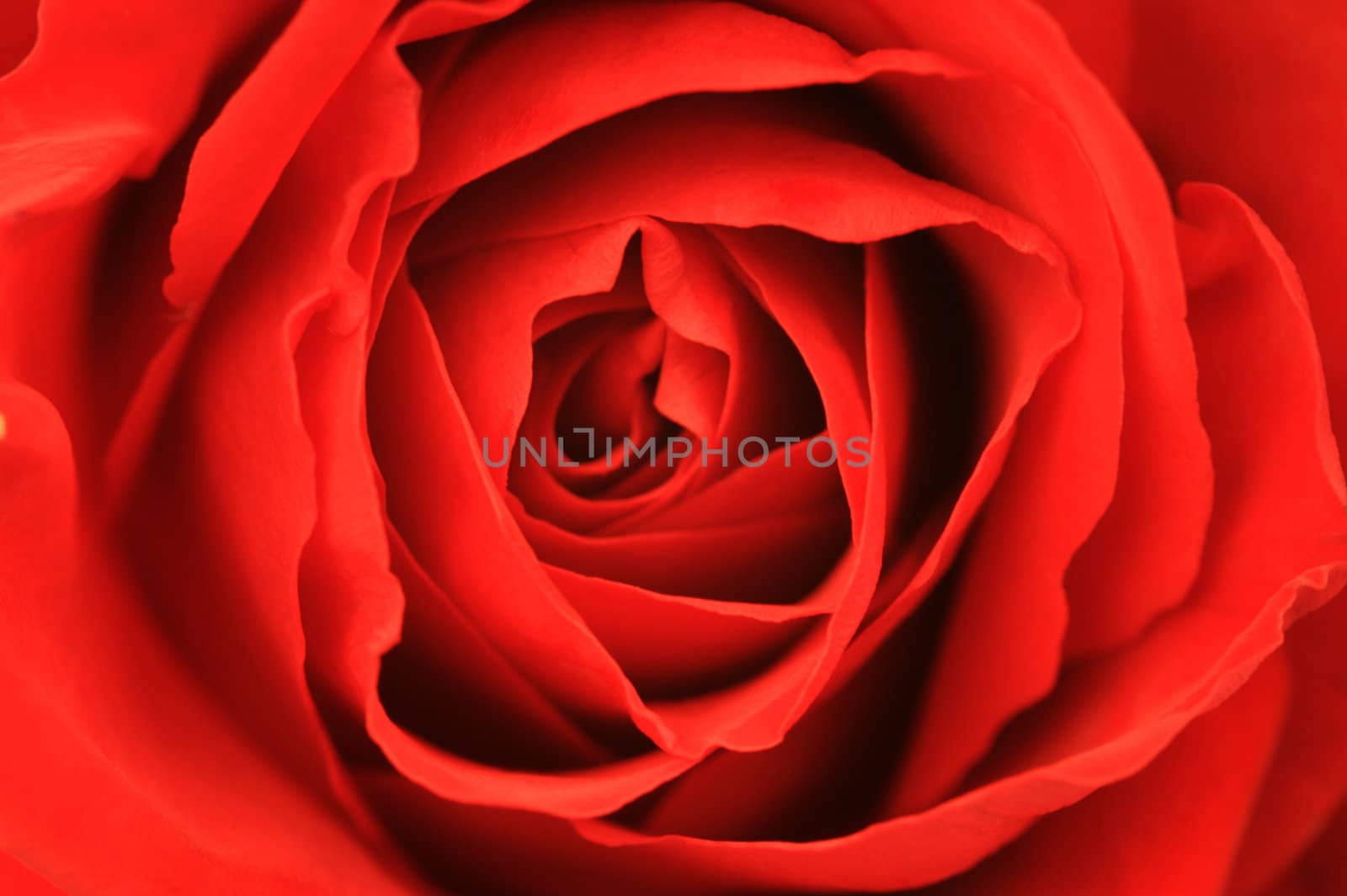 Red Rose by Kitch