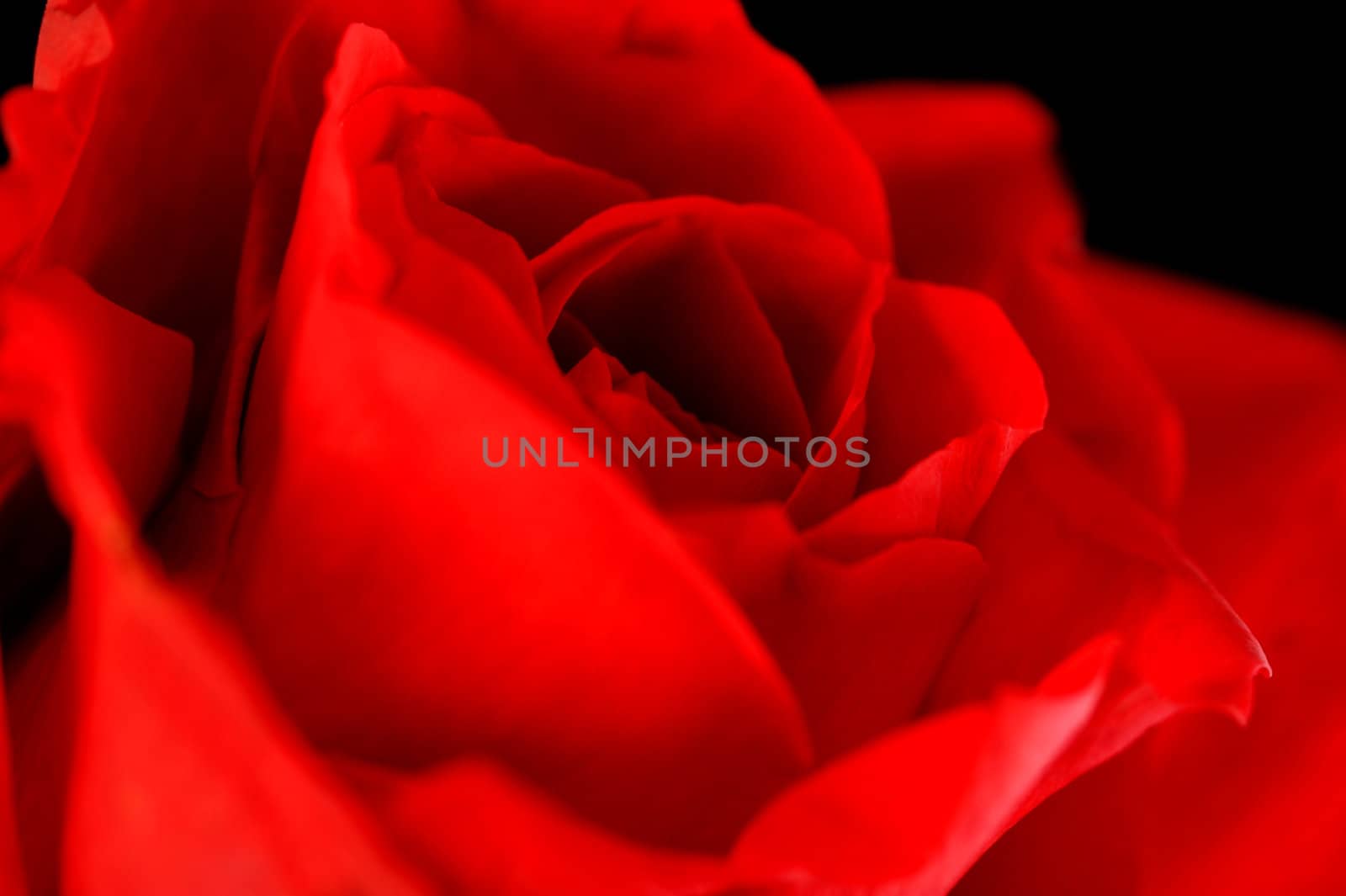 Red Rose by Kitch