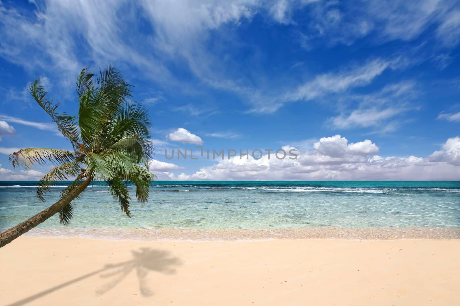 Palm Tree Over the Ocean Waves on a Beach in Kauai Hawaii