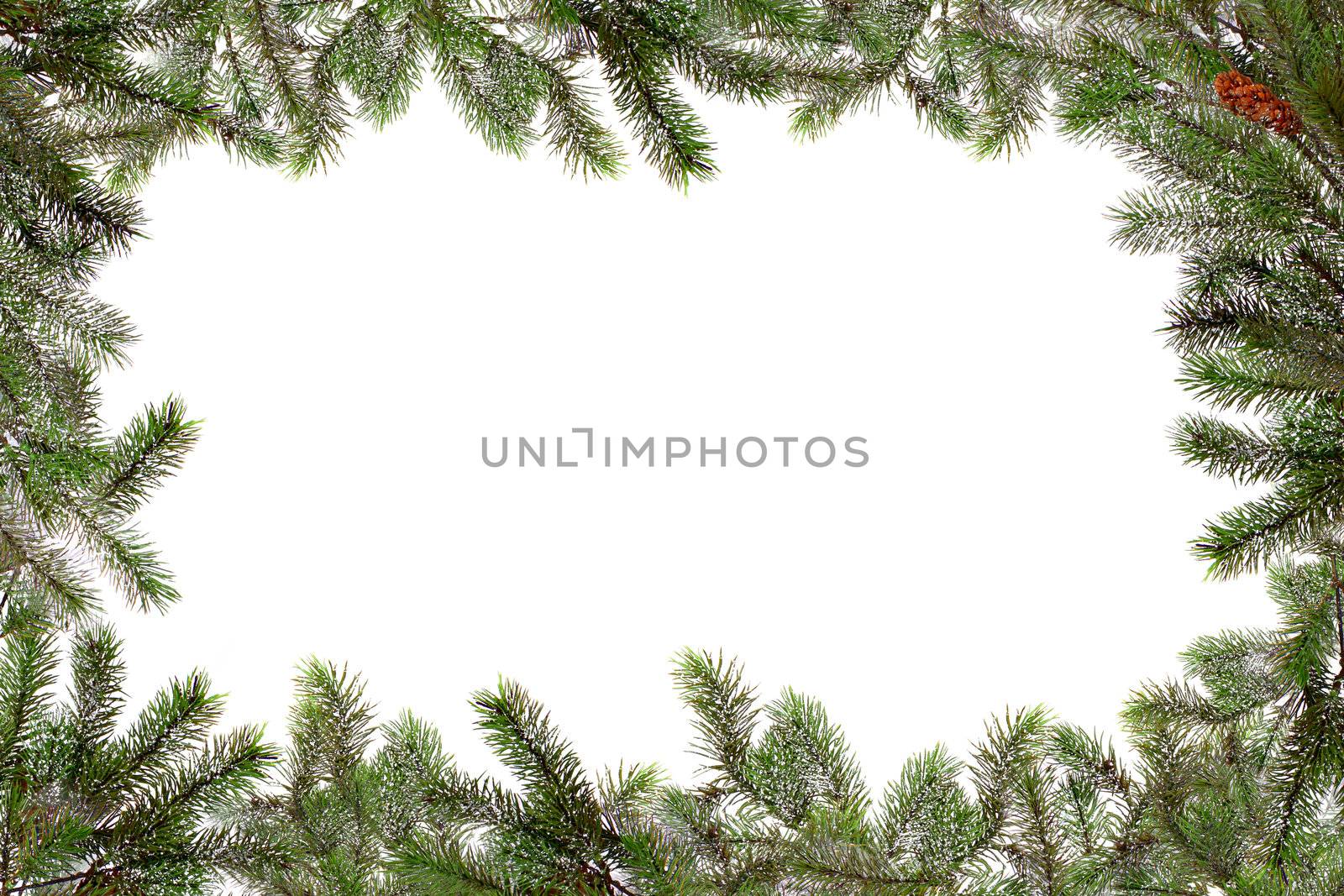 Christmas Tree Branches Bordering Copy Space by tobkatrina