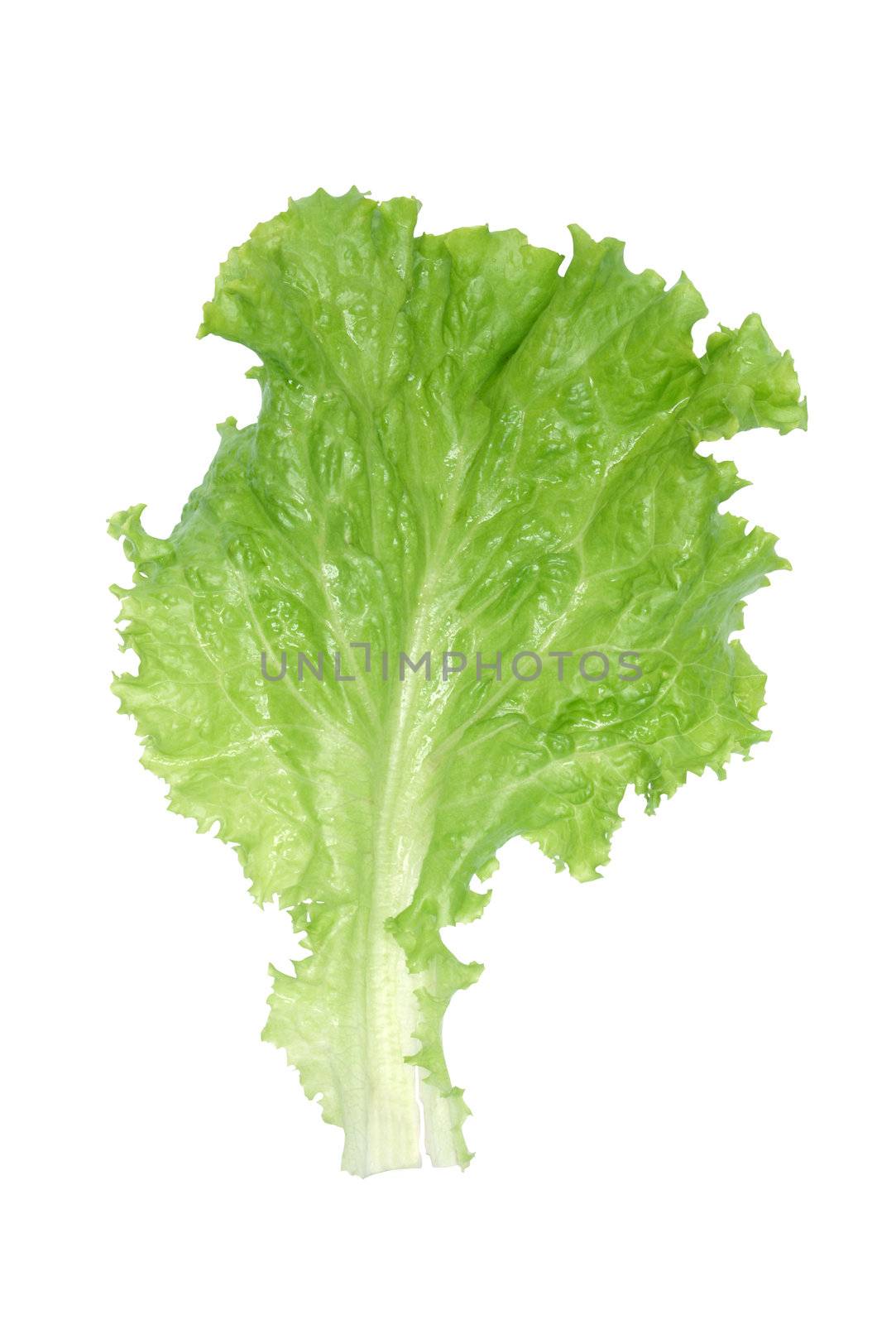 Wet leaf of green lettuce isolated on white background with clipping path