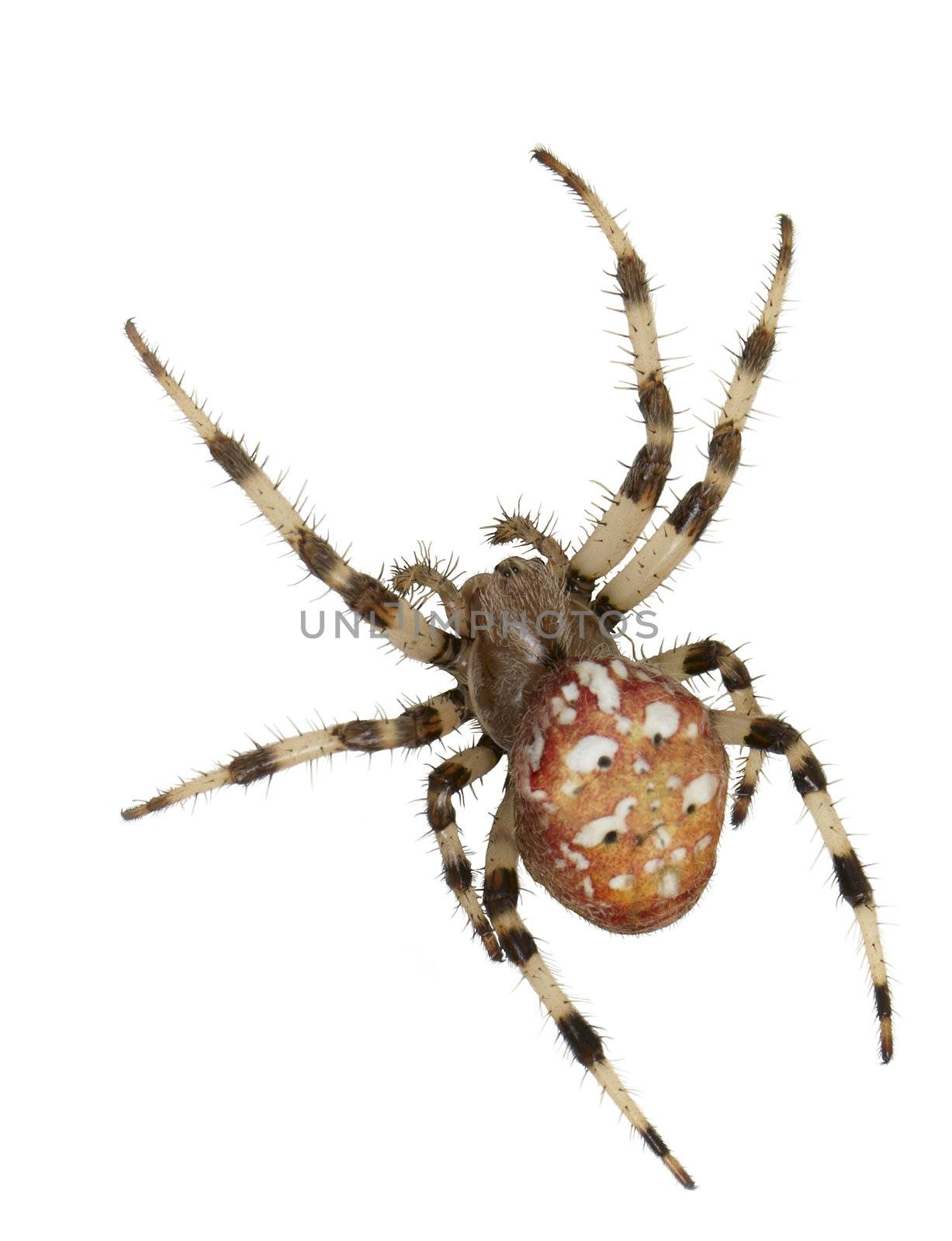 The female spiders Araneus marmoreus. Macro. On white background. 