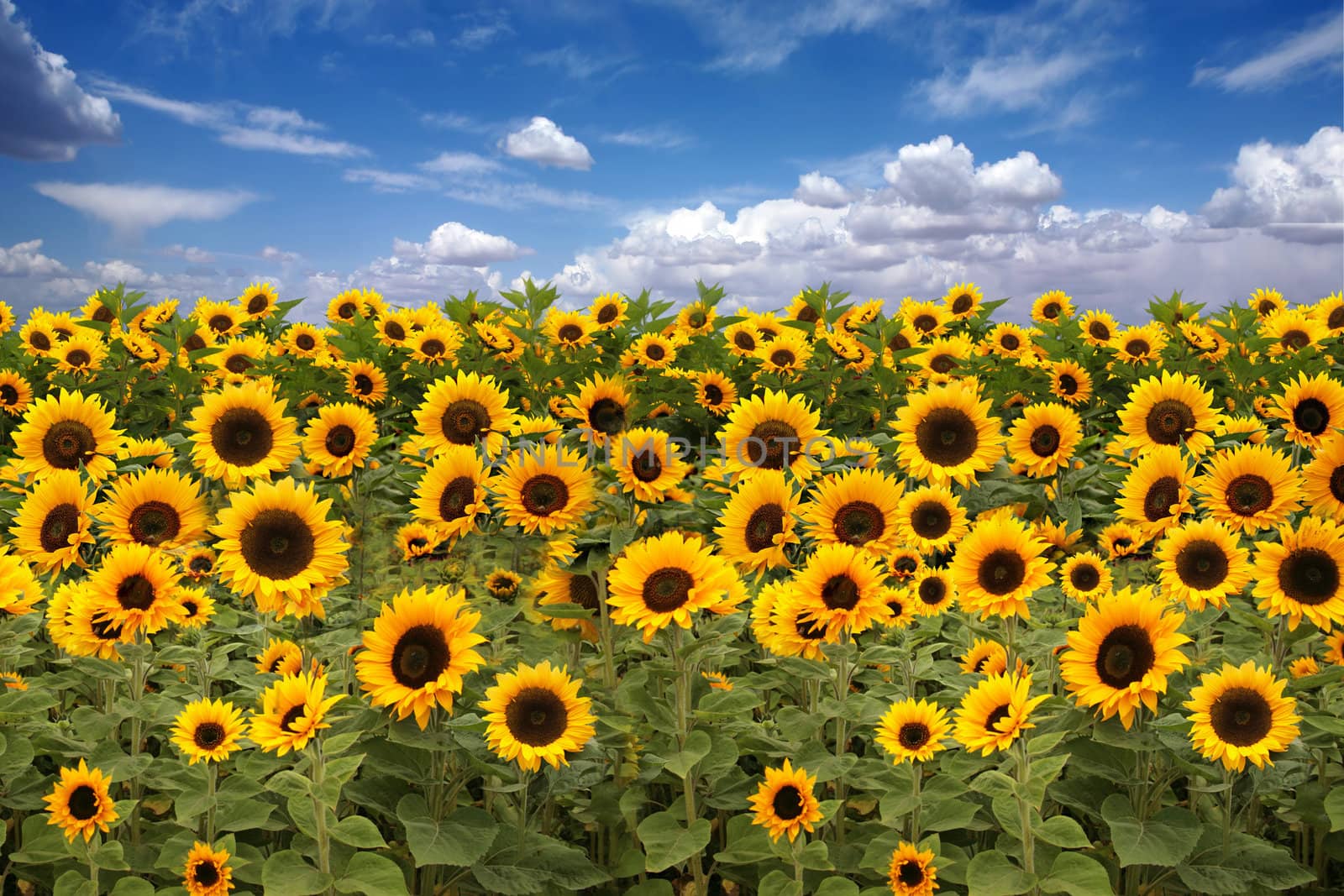 Sunflower Farmland With Blue Cloudy Sky by tobkatrina