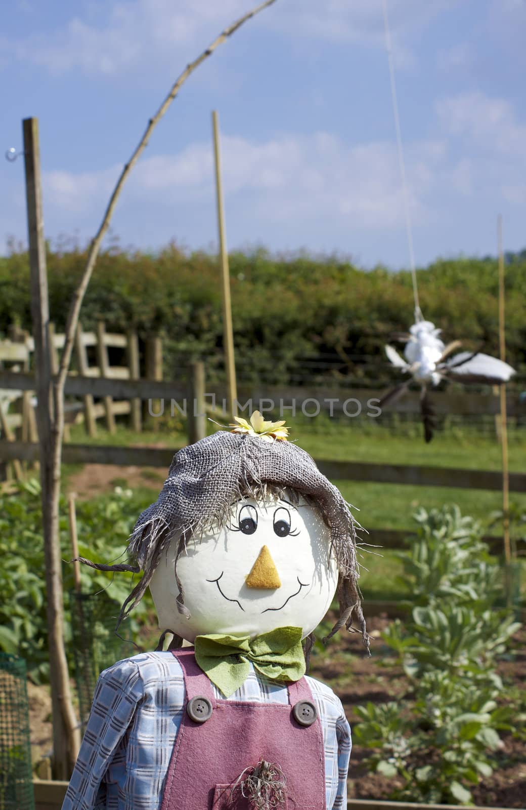 The head and shoulders of a  smiling hand made scarecrow stuffed with straw and wearing a red pair of dungarees with a blue checkered shirt , a green felt bow tie and a hessian hat. Set against a blue sky background and green vegetable garden and hedgerow.