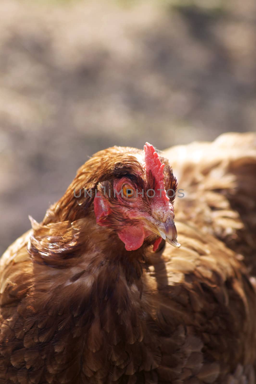 A single female brown feathered chicken with a clipped beak.