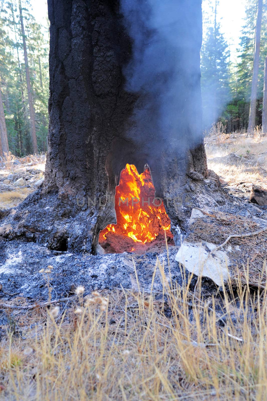 Interior of a tree on burning during a forest fire.