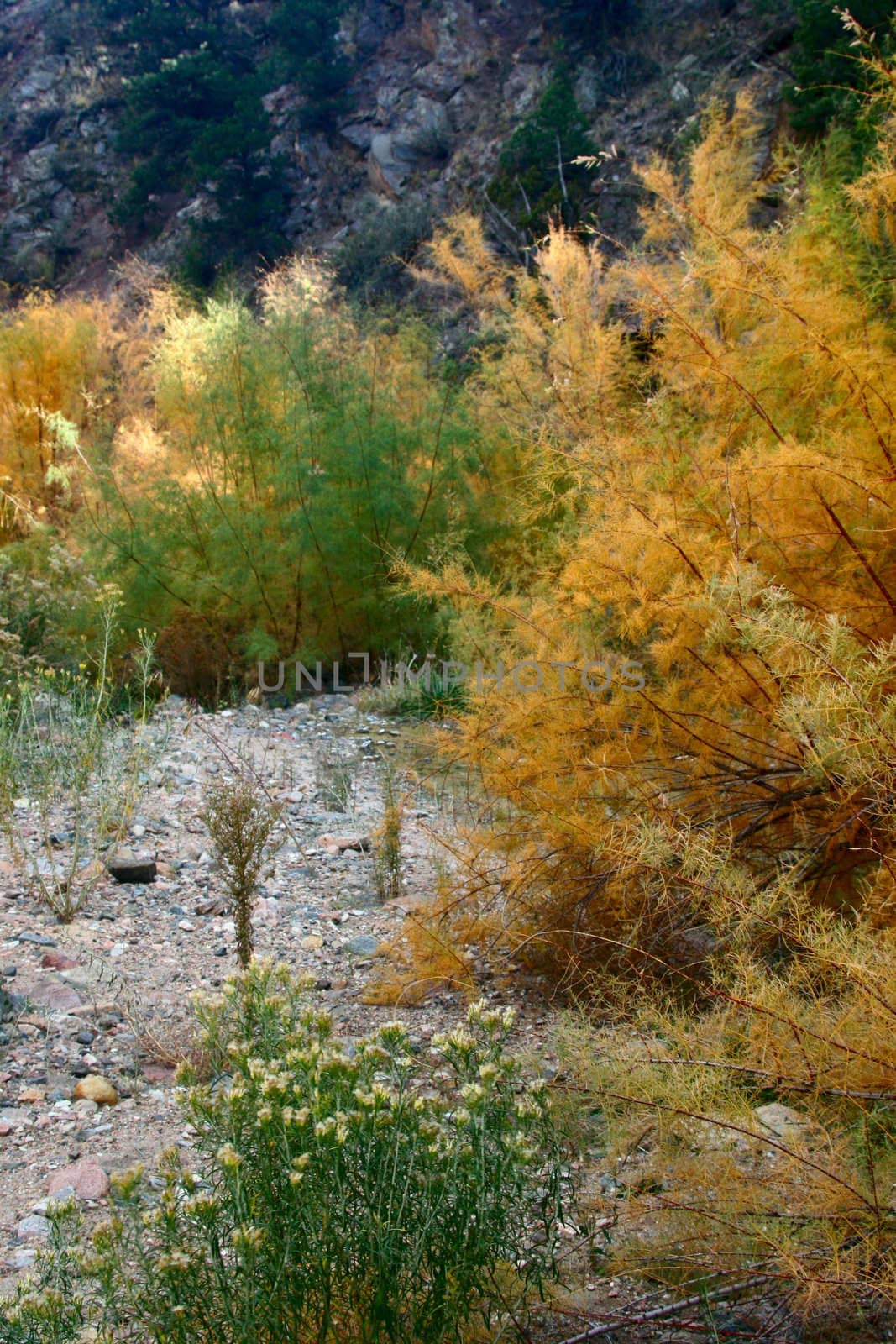 Autumn color showing along stream bed in the Colorado Rockies