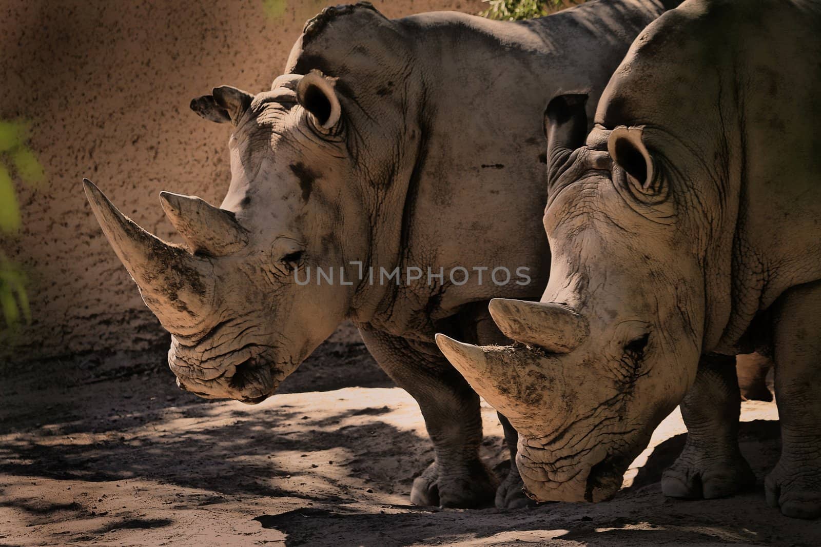 Two rhinos in sepia tones