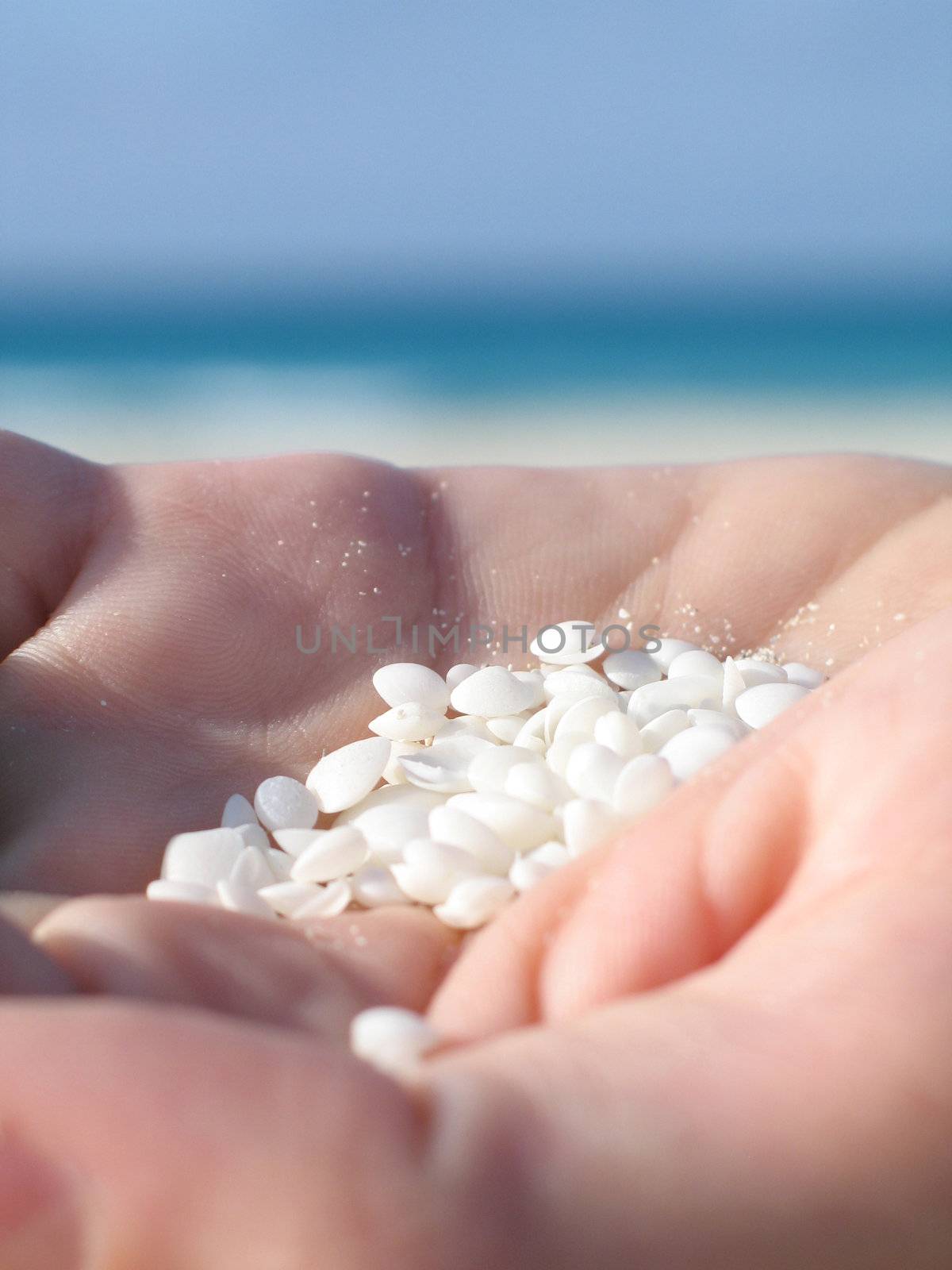 small shells in the palm of a hand by mmm