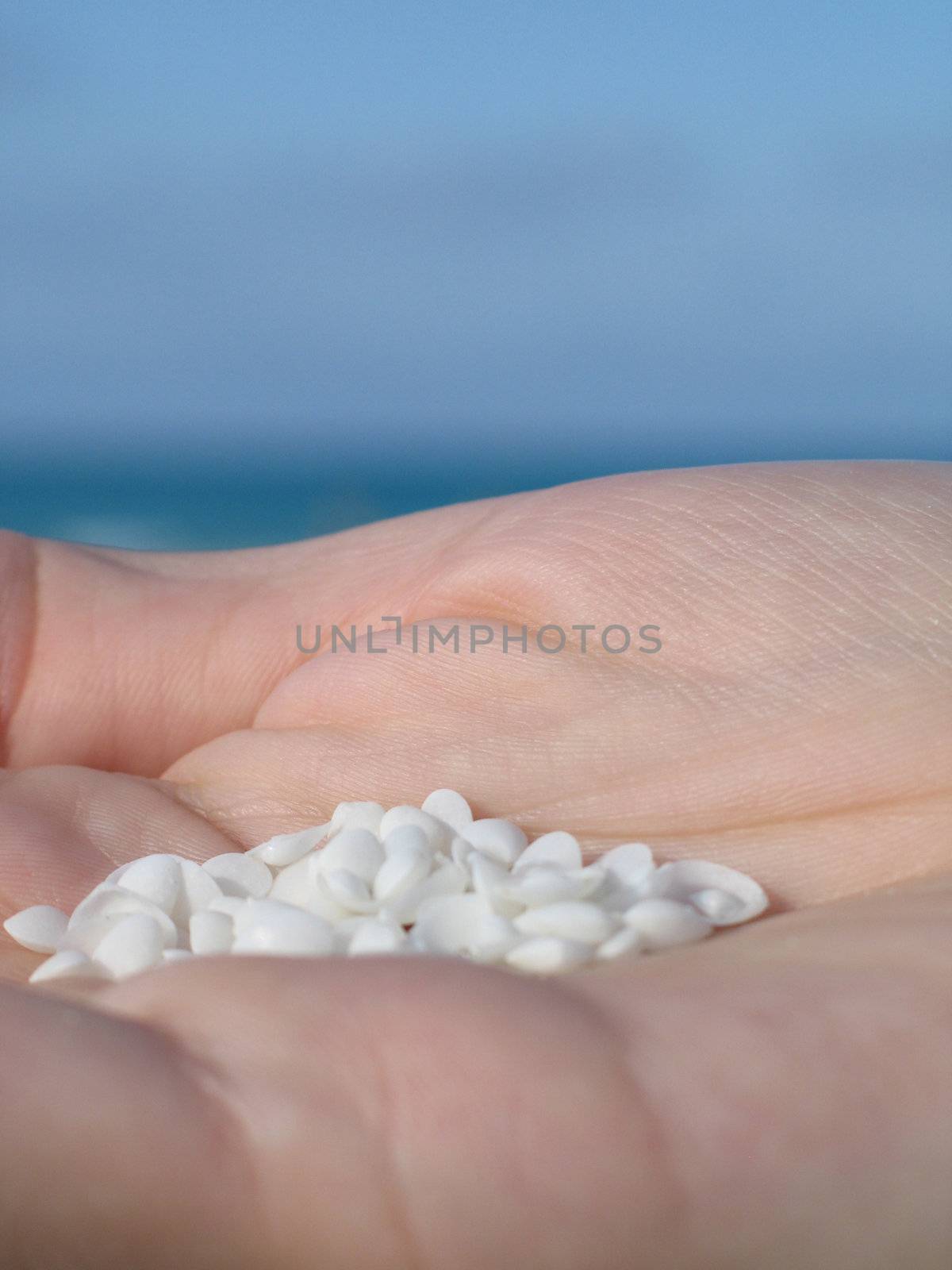 small shells in the palm of a hand