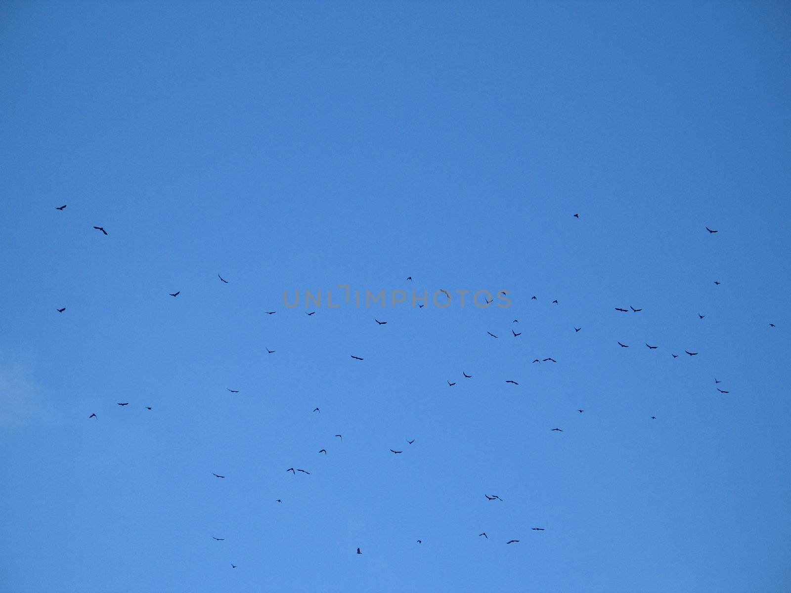 crow crowd flying in the blue sky