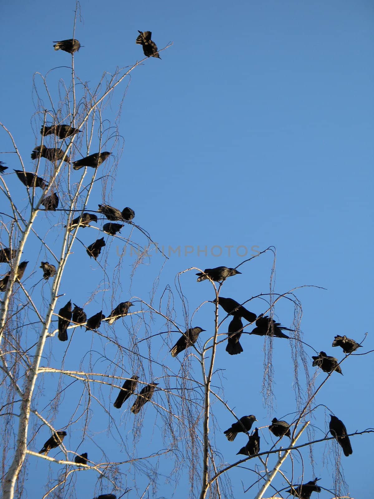 crow crowd on a tree