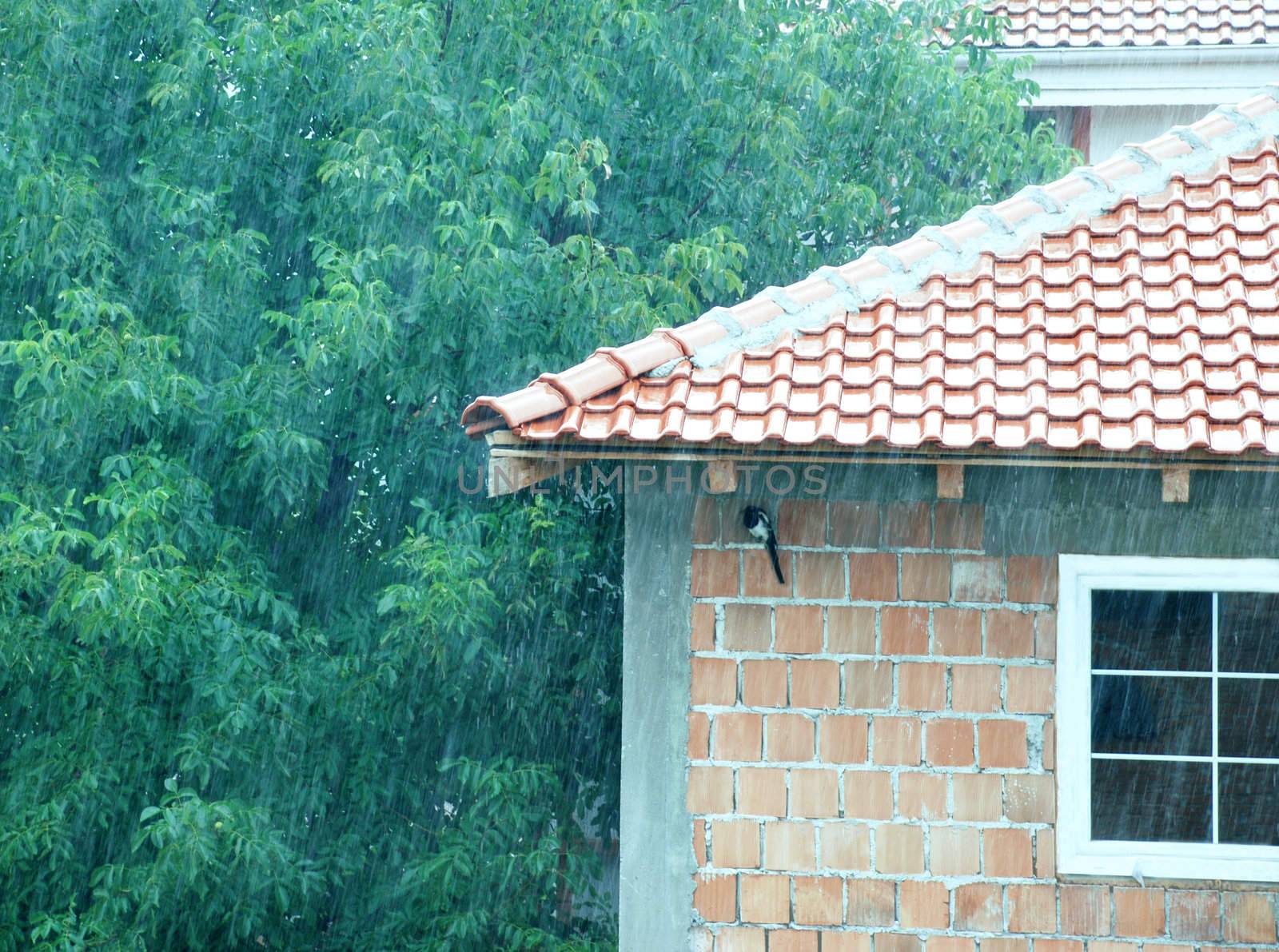 magpie hiding from rain under tiled roof