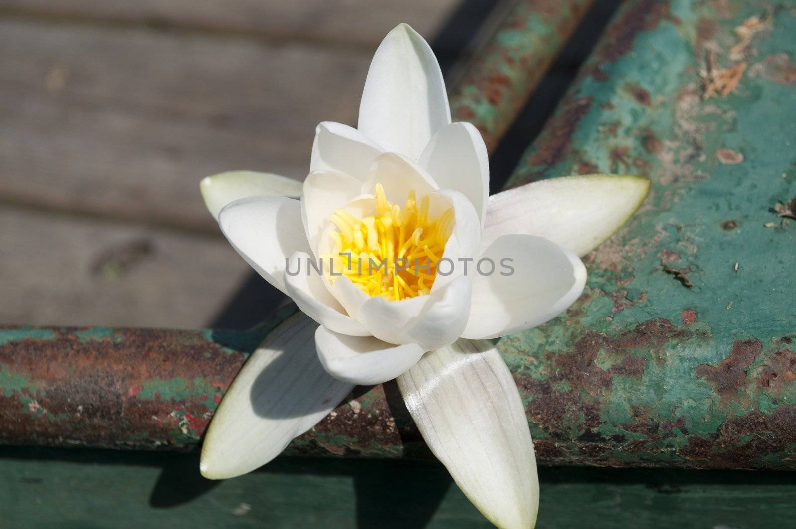 Loto flower is growing on rusty boat