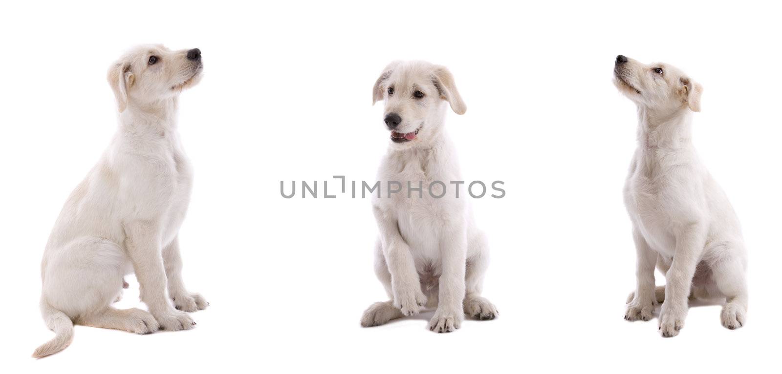 Adorable young puppy on white background
