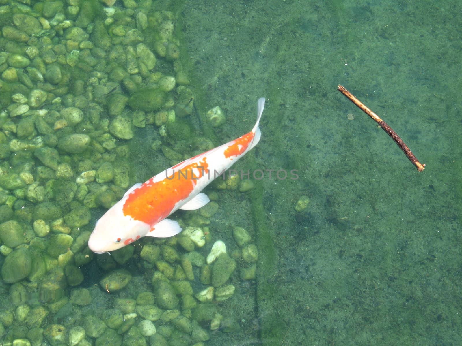 large gold fish in water
