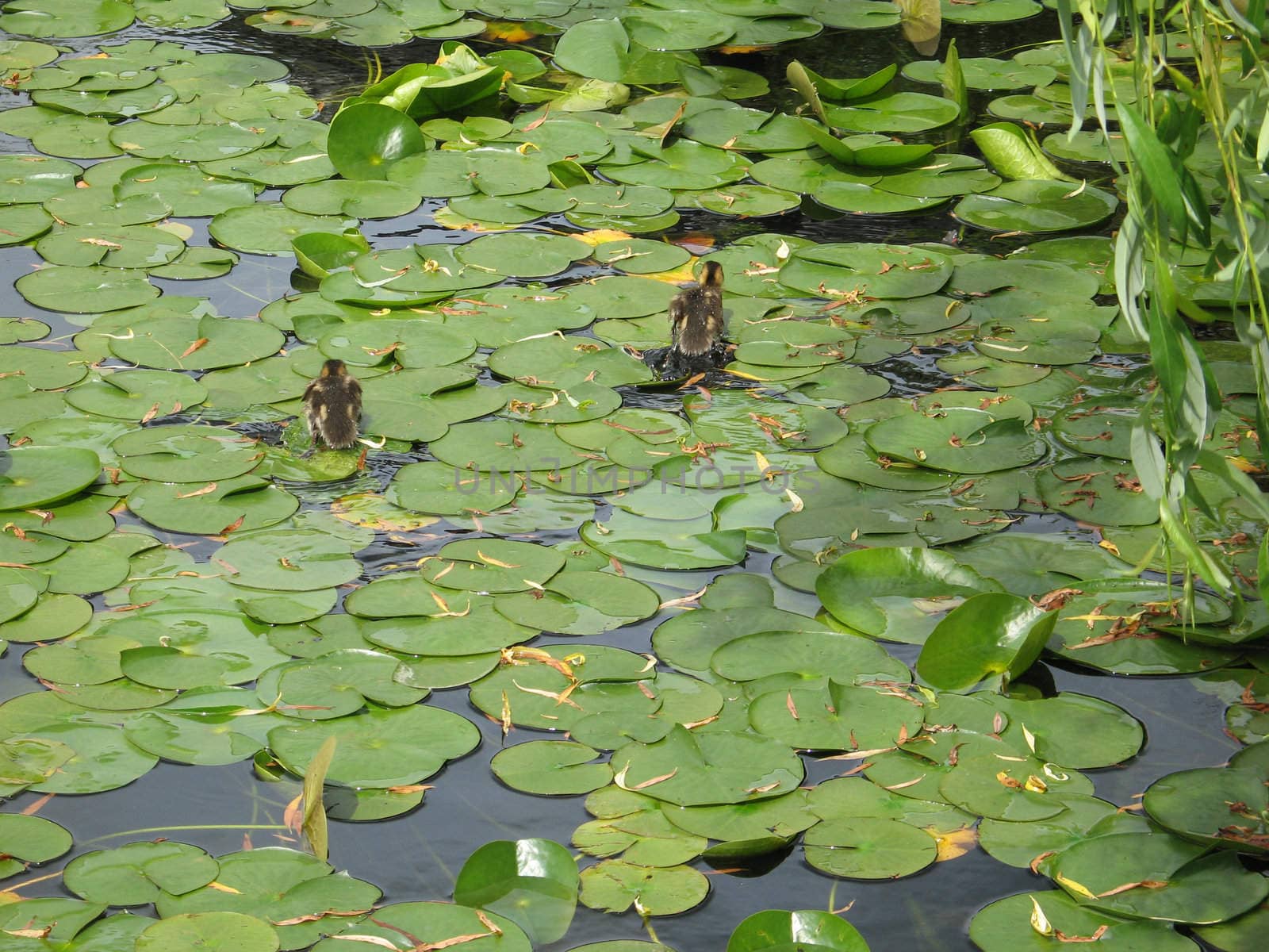 baby duck in a small pond