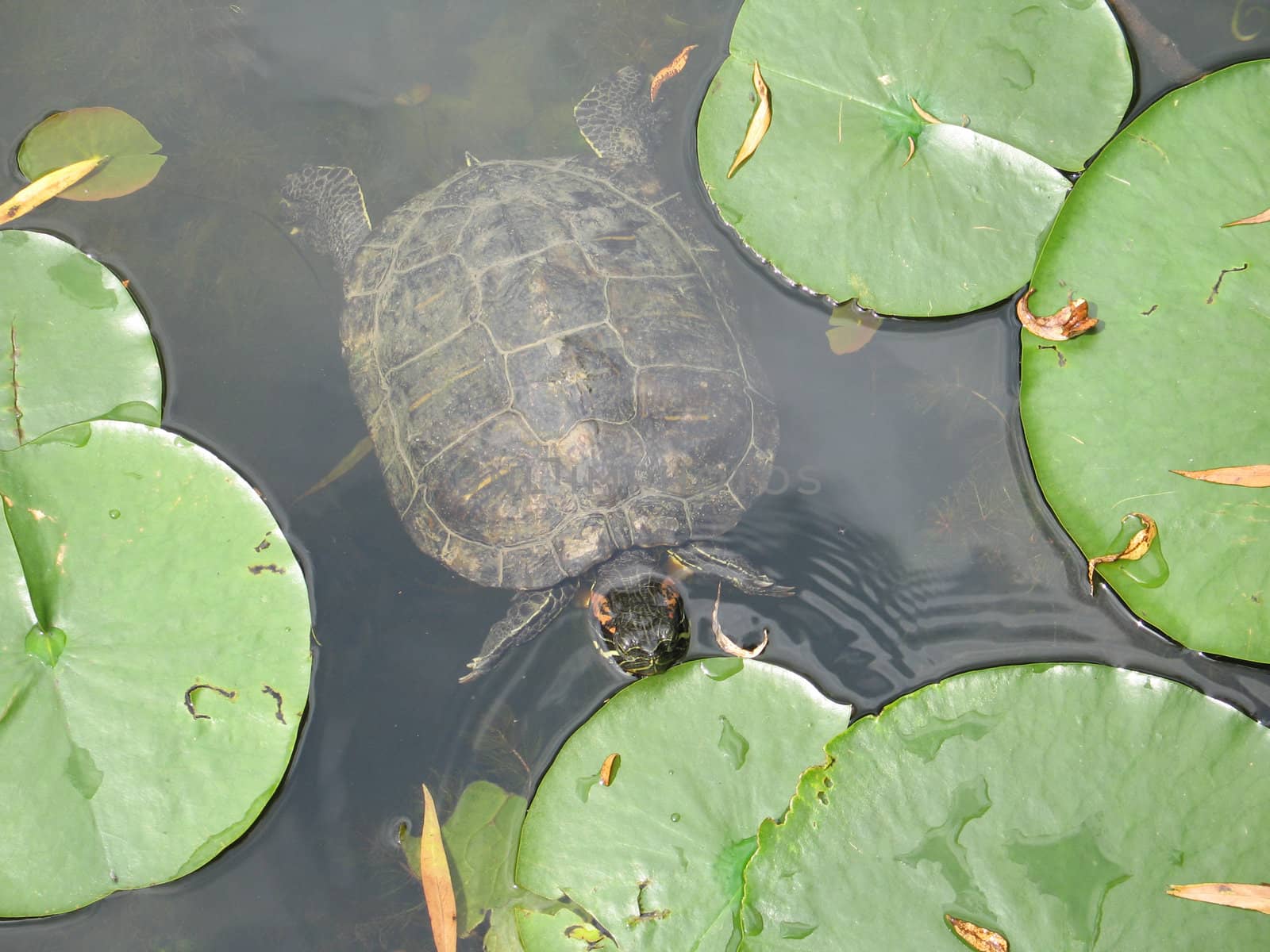 small turtle in a pond