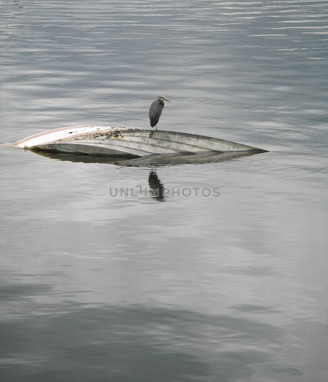 bird on a sunken boat