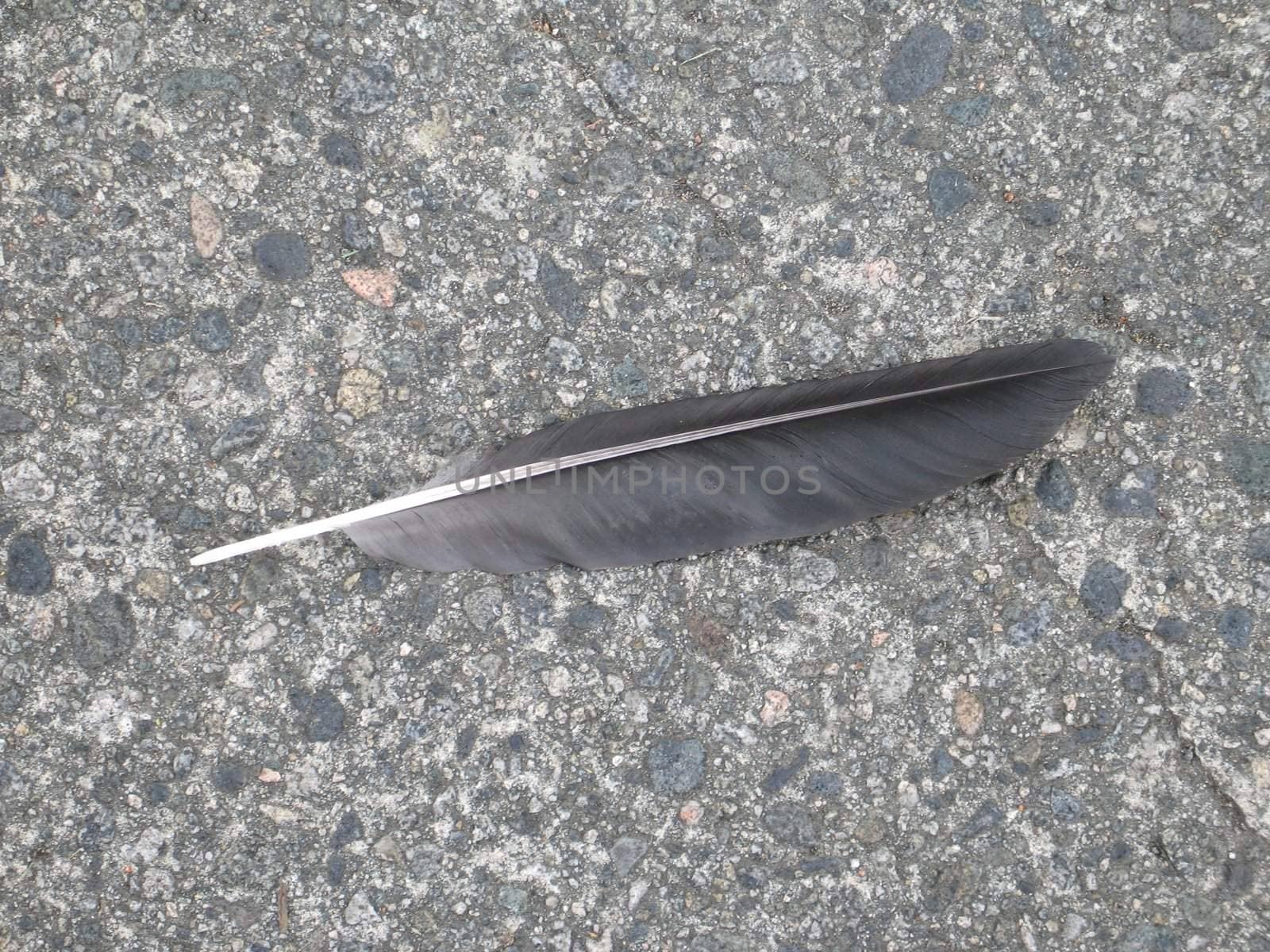 bird feather on the pavement