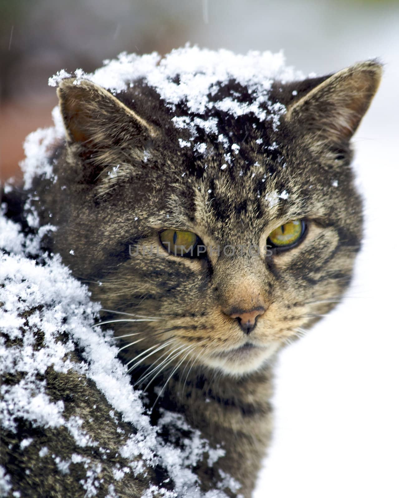 A feral cat I have been feeding for a while now. He is still wild.