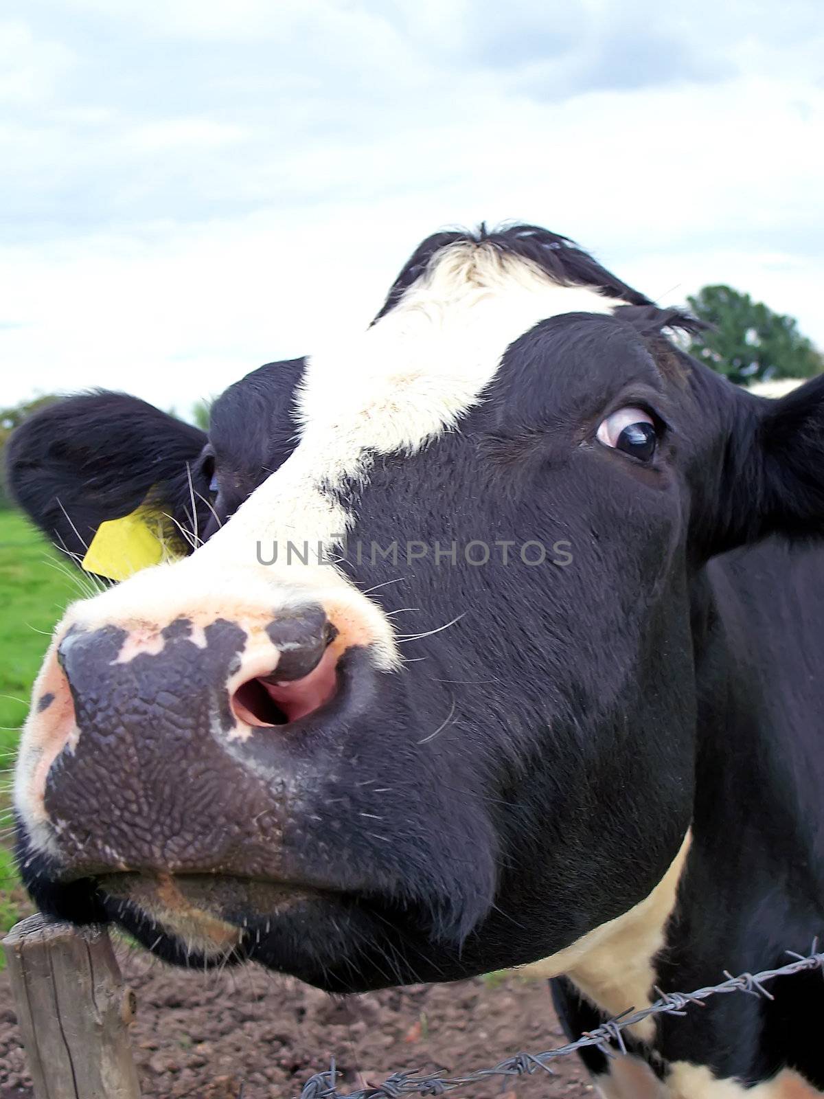 Head of a black and white cow