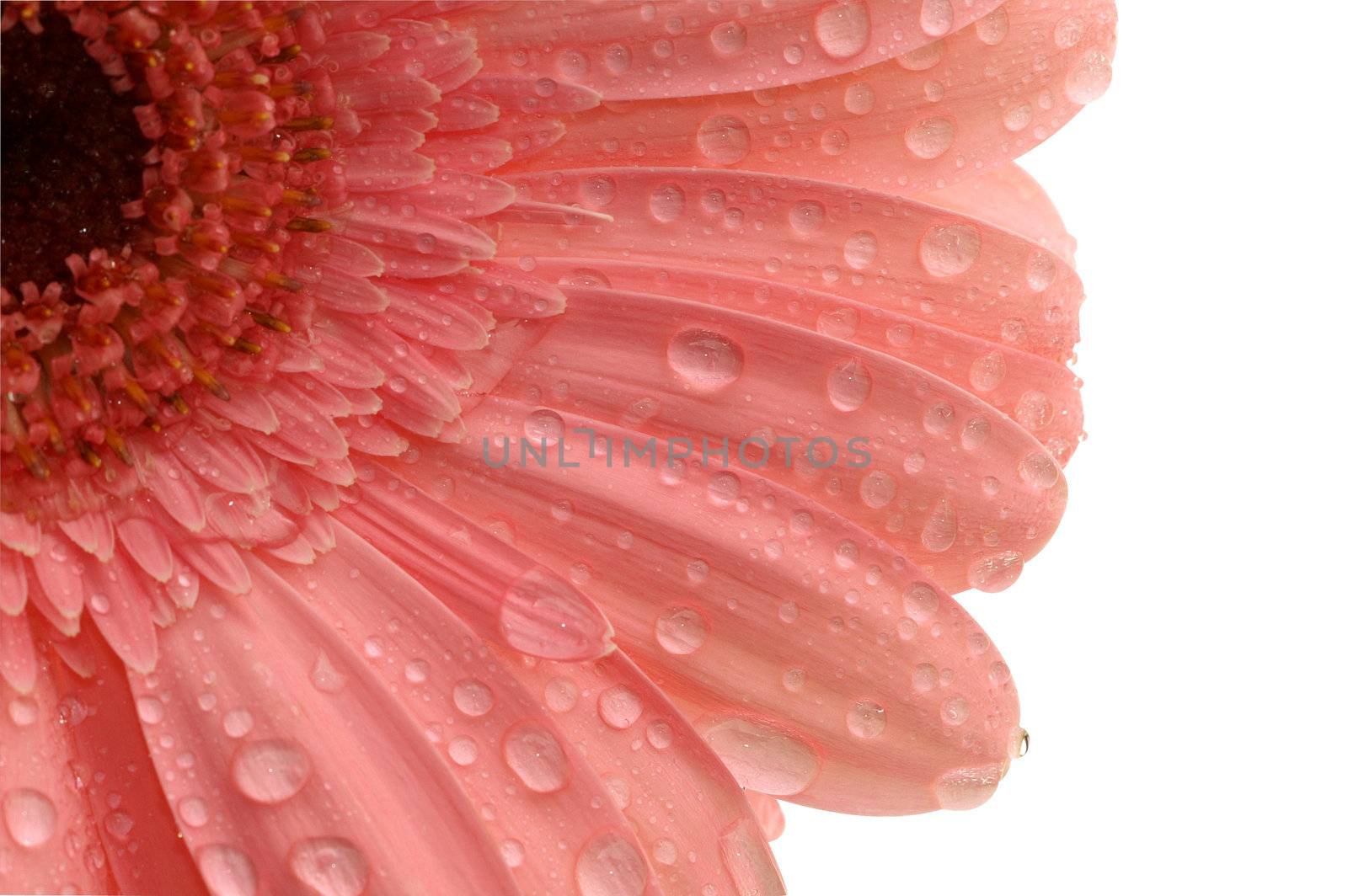 pink gerbera with a water drops isolated with a Path