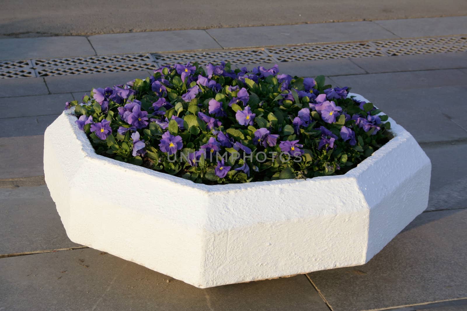 city white flowerbed with dark blue flowers