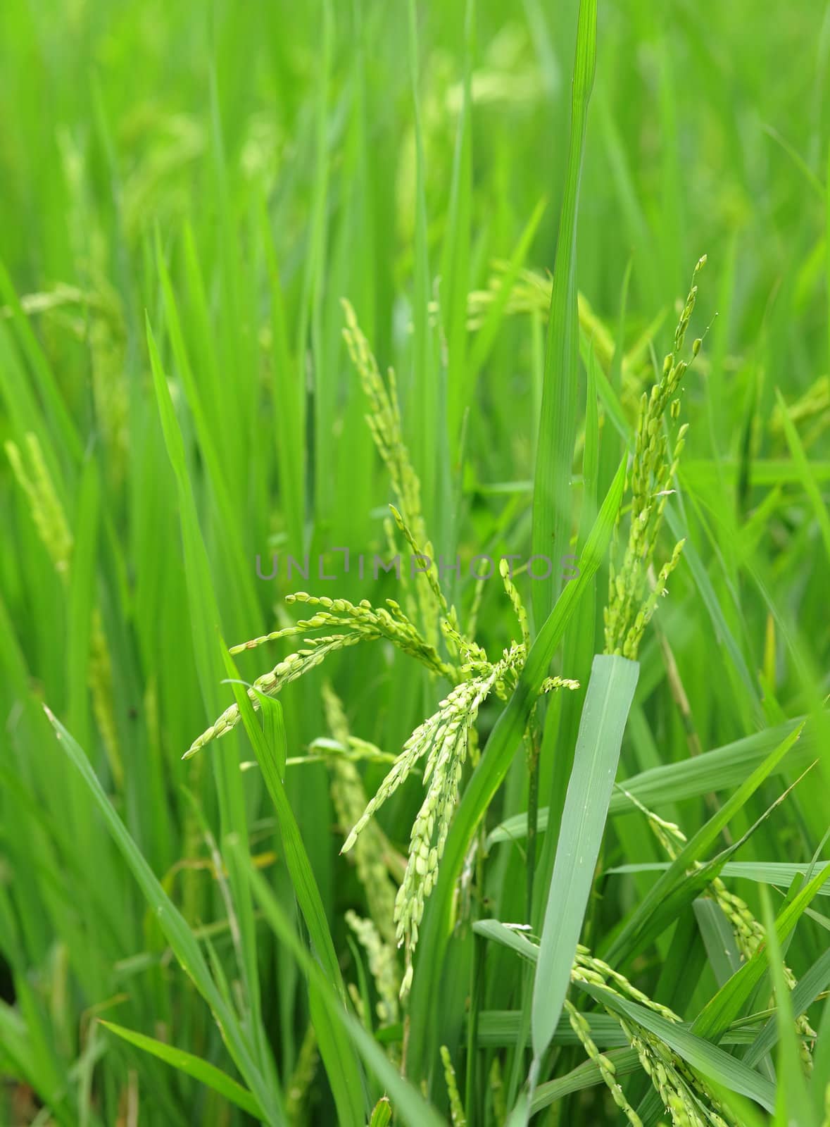 paddy rice