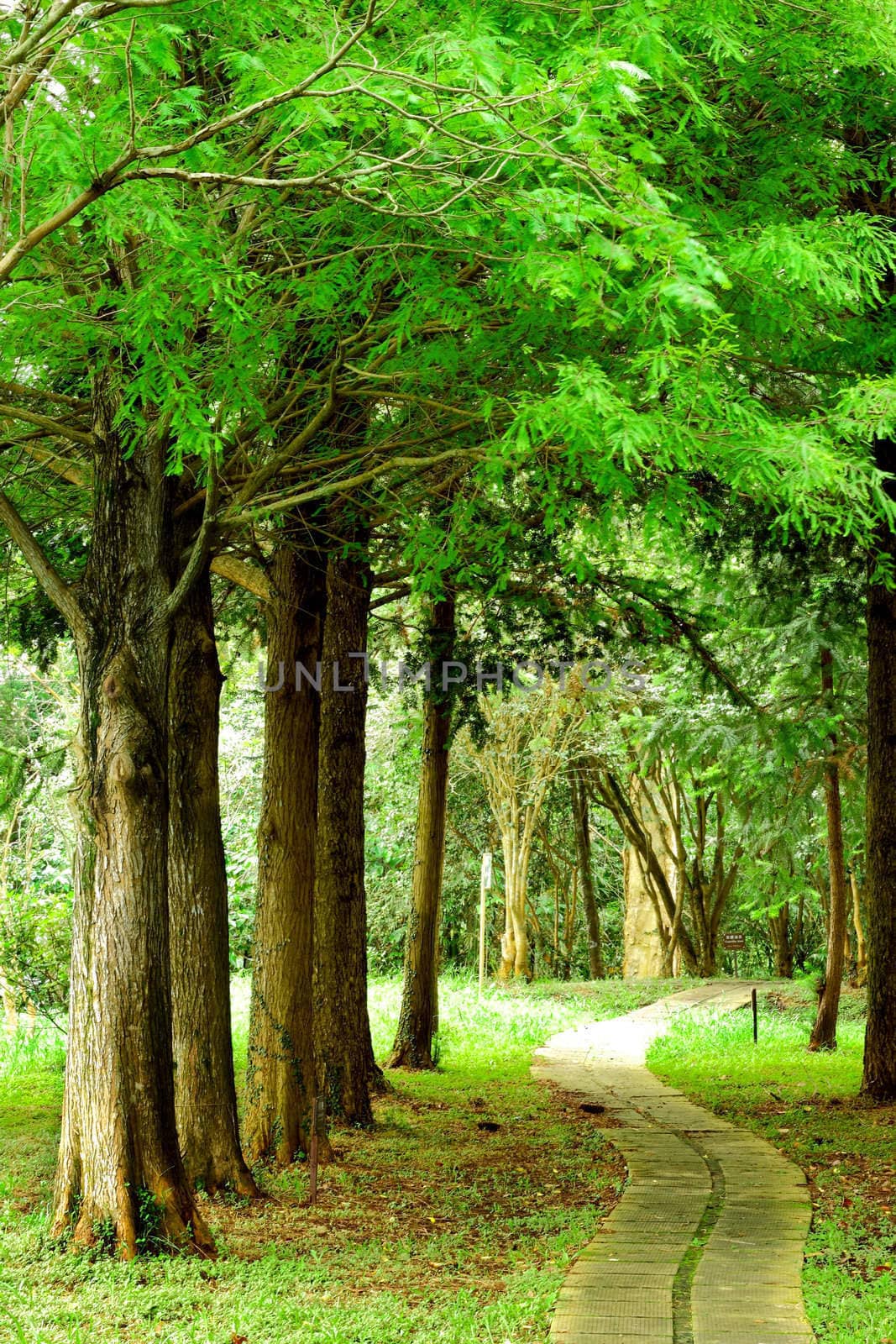 trees and road