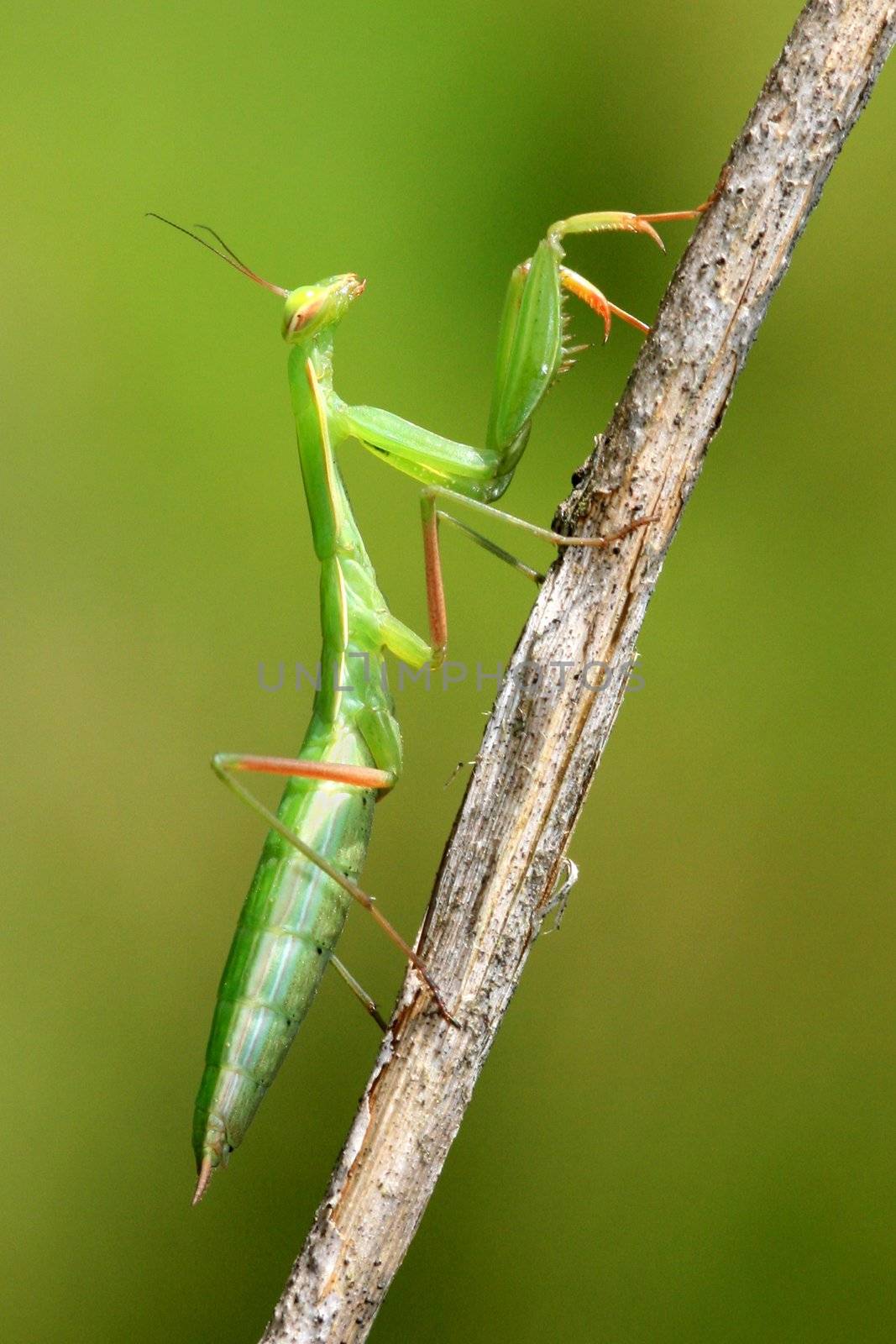 Juvenile Mantis religiosa, praying mantis on a stick

