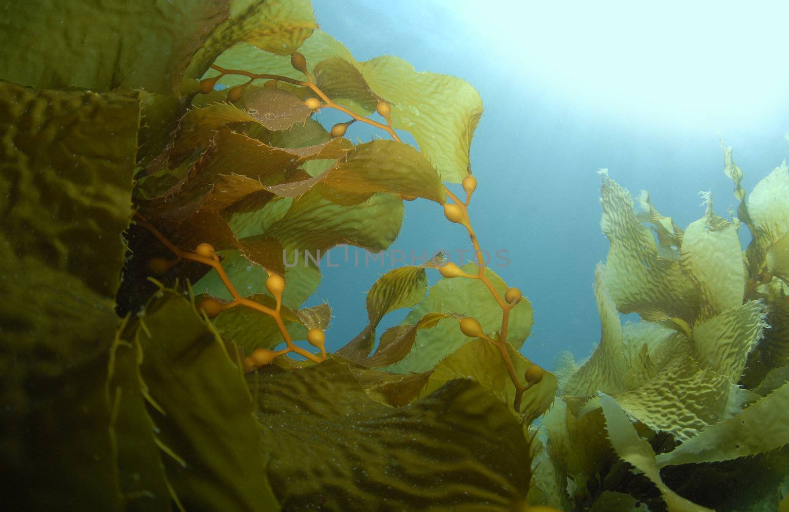 Giant Kelp (Macrocystis pyrifera) underwater with the sun on the surface casting light rays down.