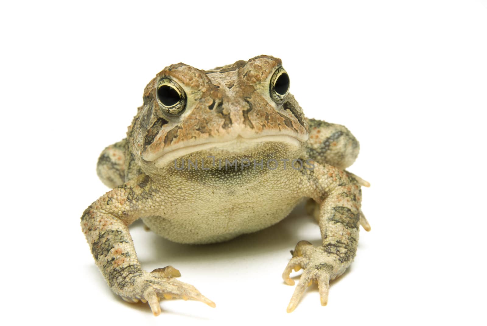 Southern Toad (Bufo terrestris) Isolated on a white background