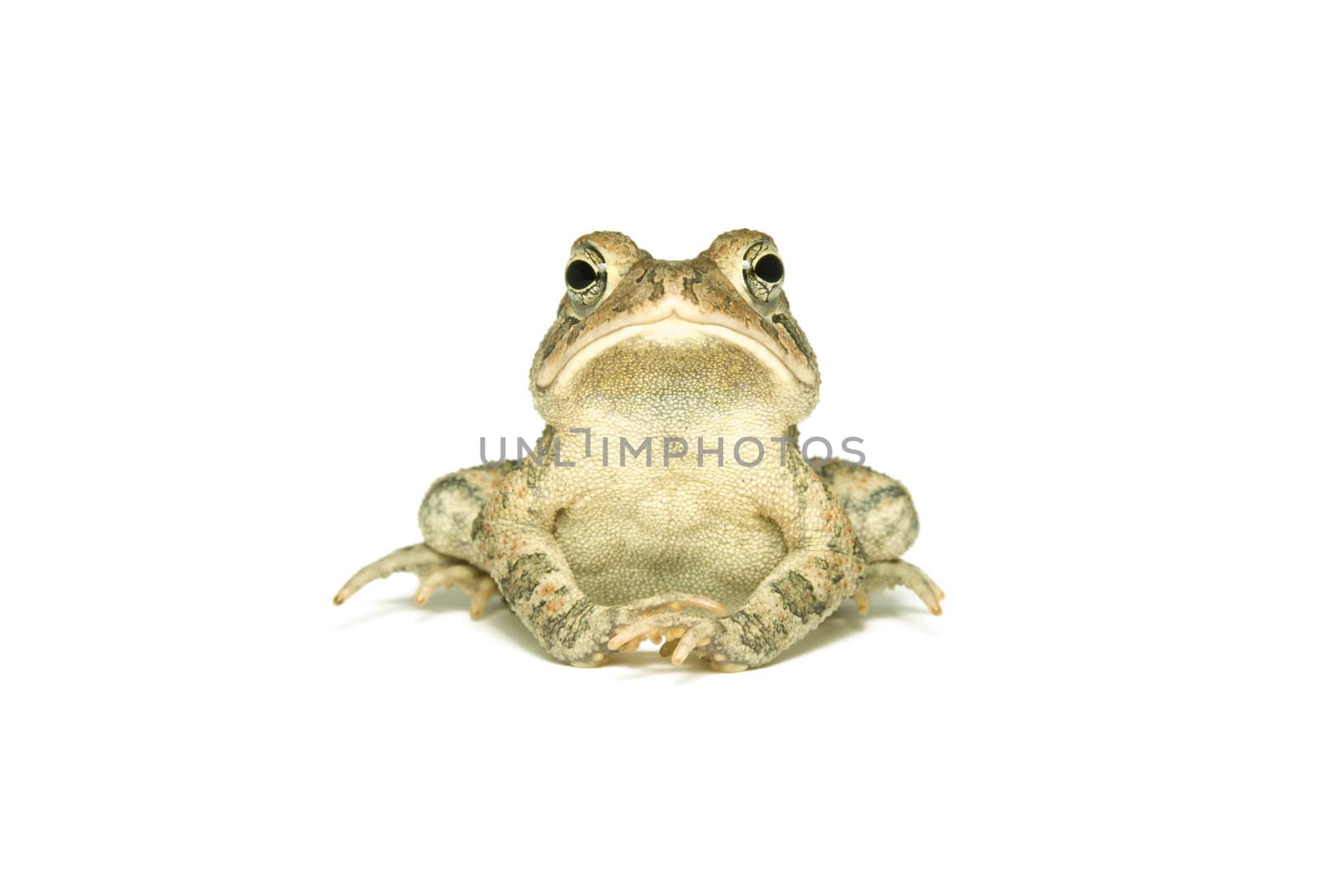 Southern Toad (Bufo terrestris) Isolated on a white background