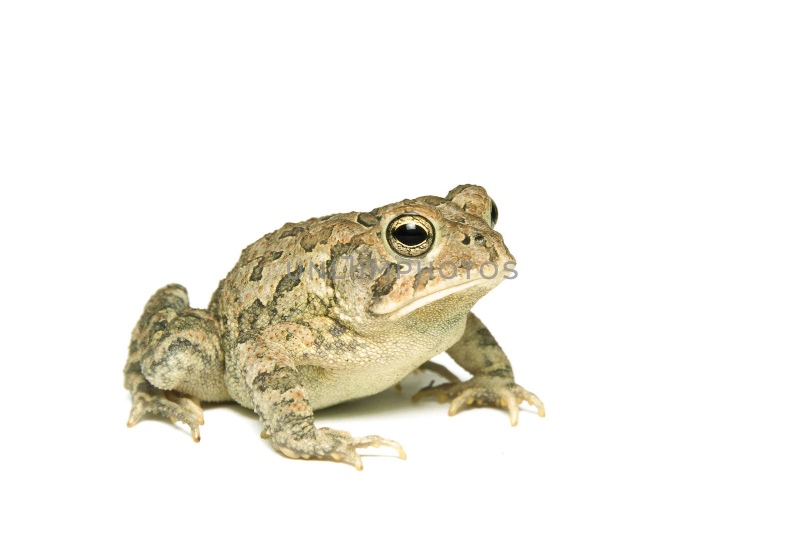 Southern Toad (Bufo terrestris) Isolated on a white background