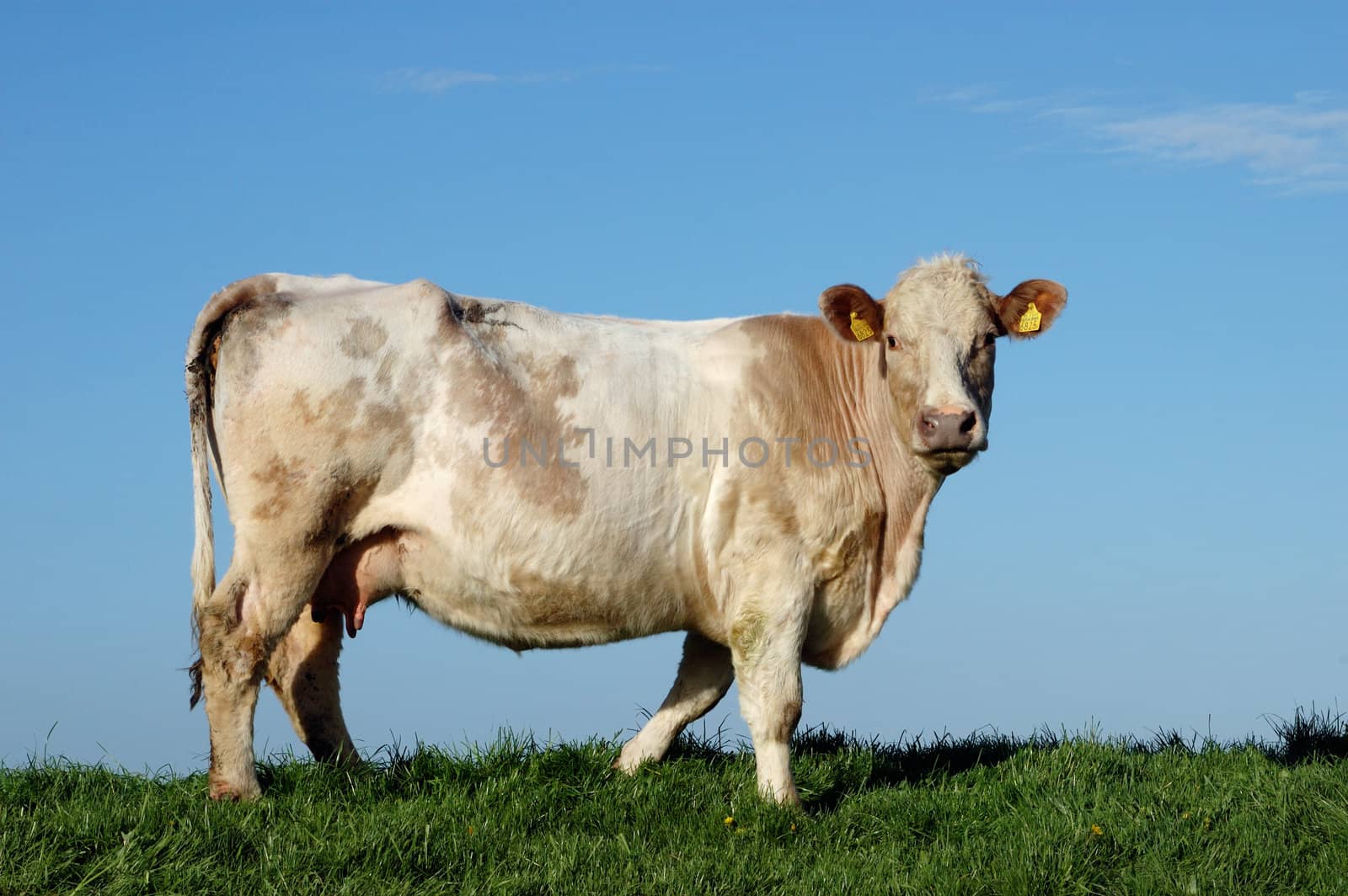 cow in meadow staring in lens