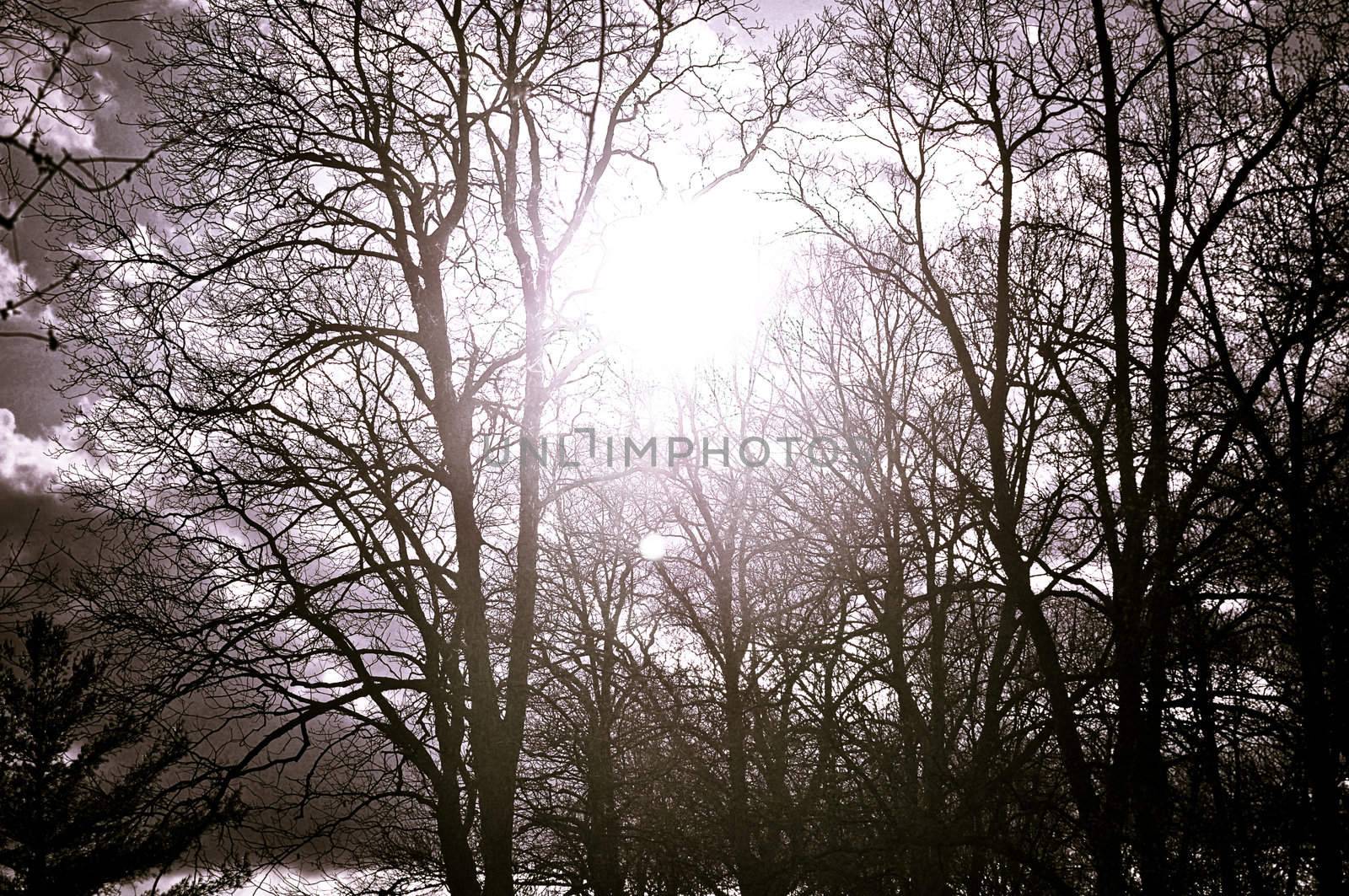 Sun Bursts Through The Trees by RefocusPhoto